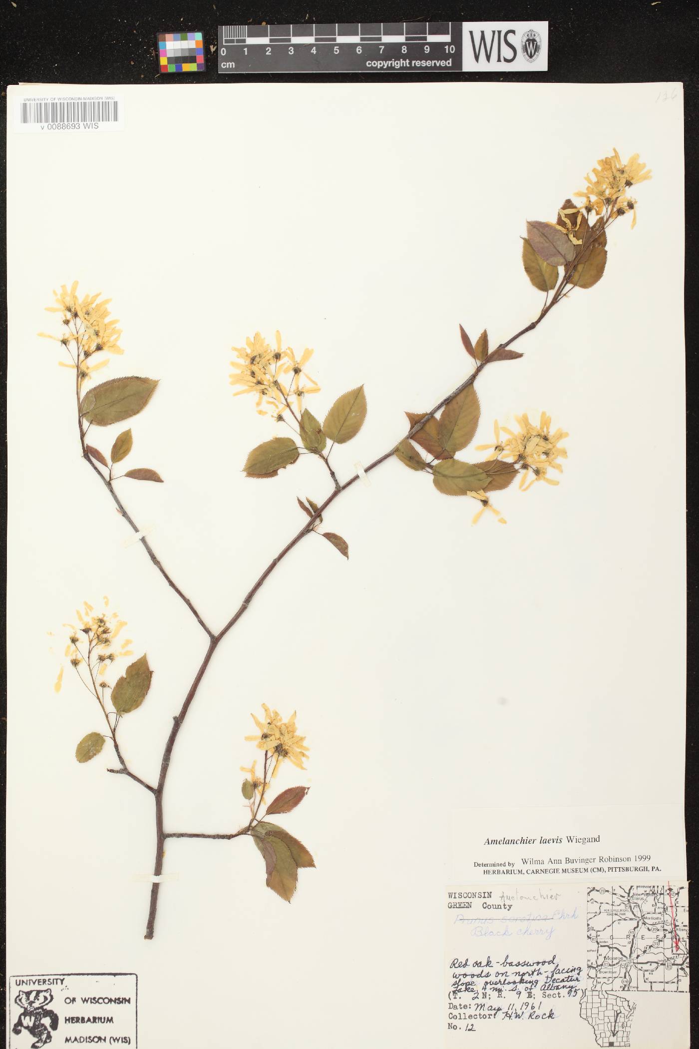 Amelanchier laevis image