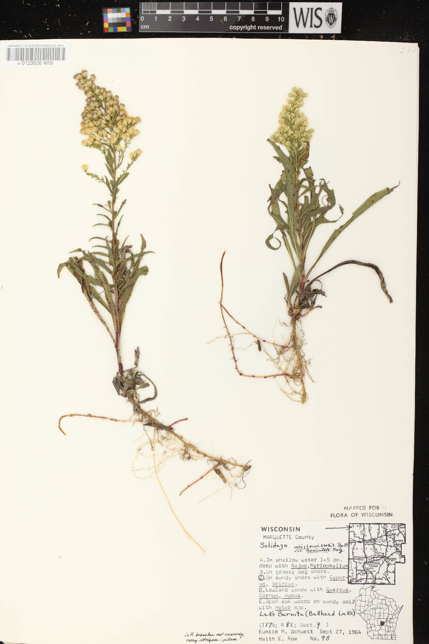 Solidago missouriensis image