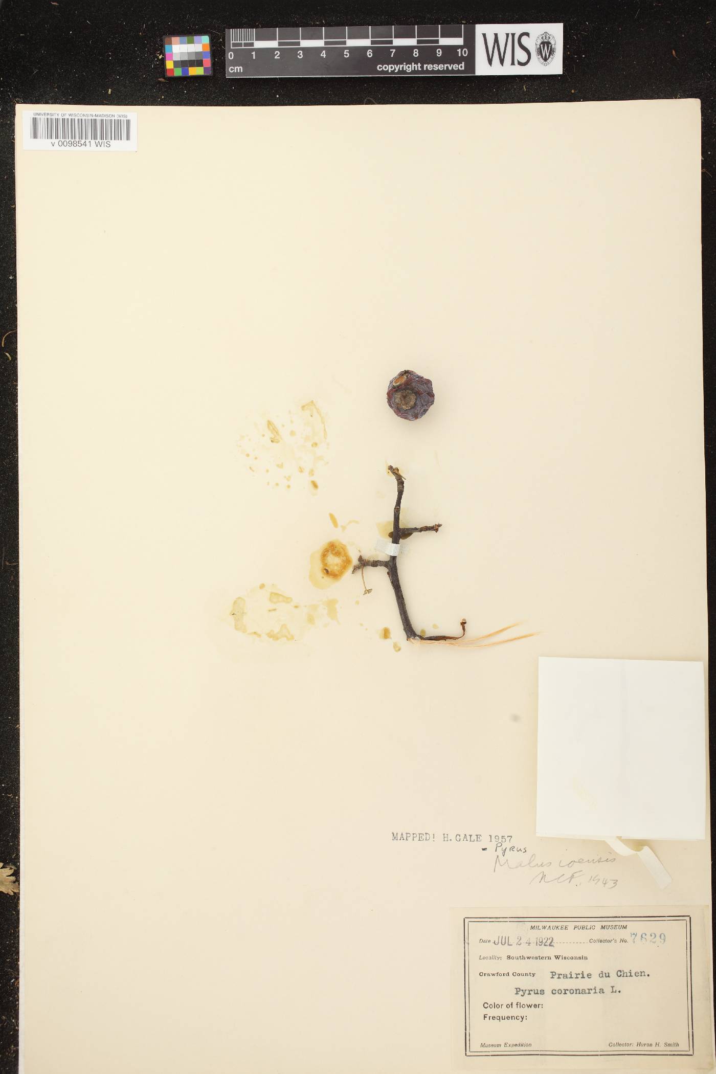 Malus ioensis image