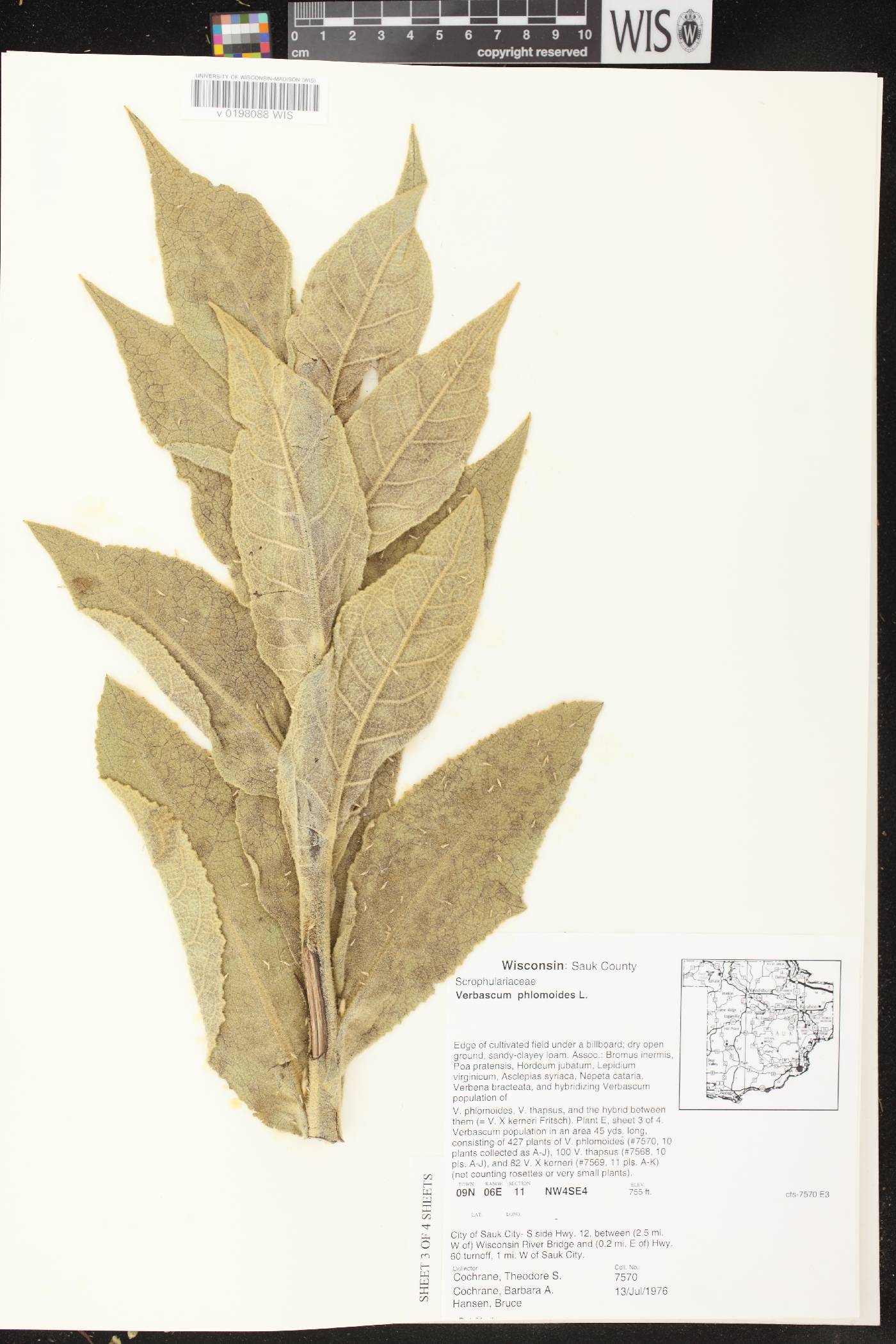 Verbascum phlomoides image