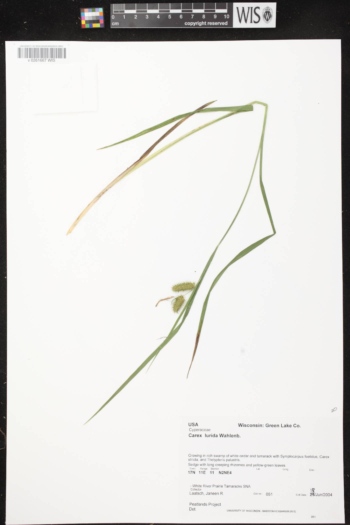 Carex lurida image