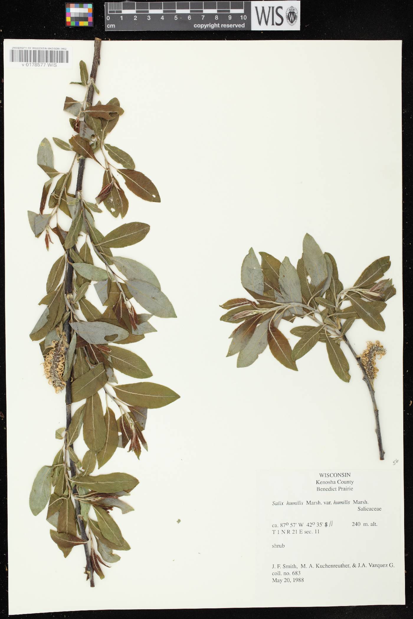 Salix humilis var. humilis image