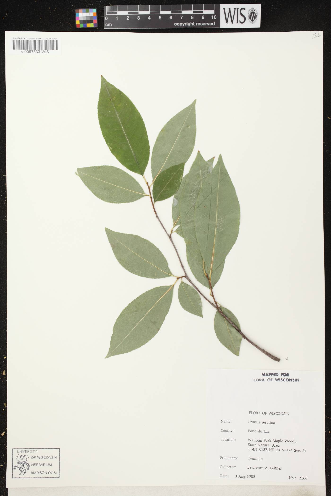 Prunus serotina var. serotina image
