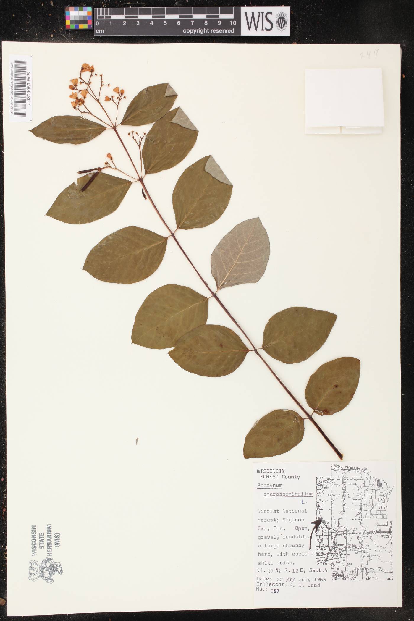 Apocynum androsaemifolium image