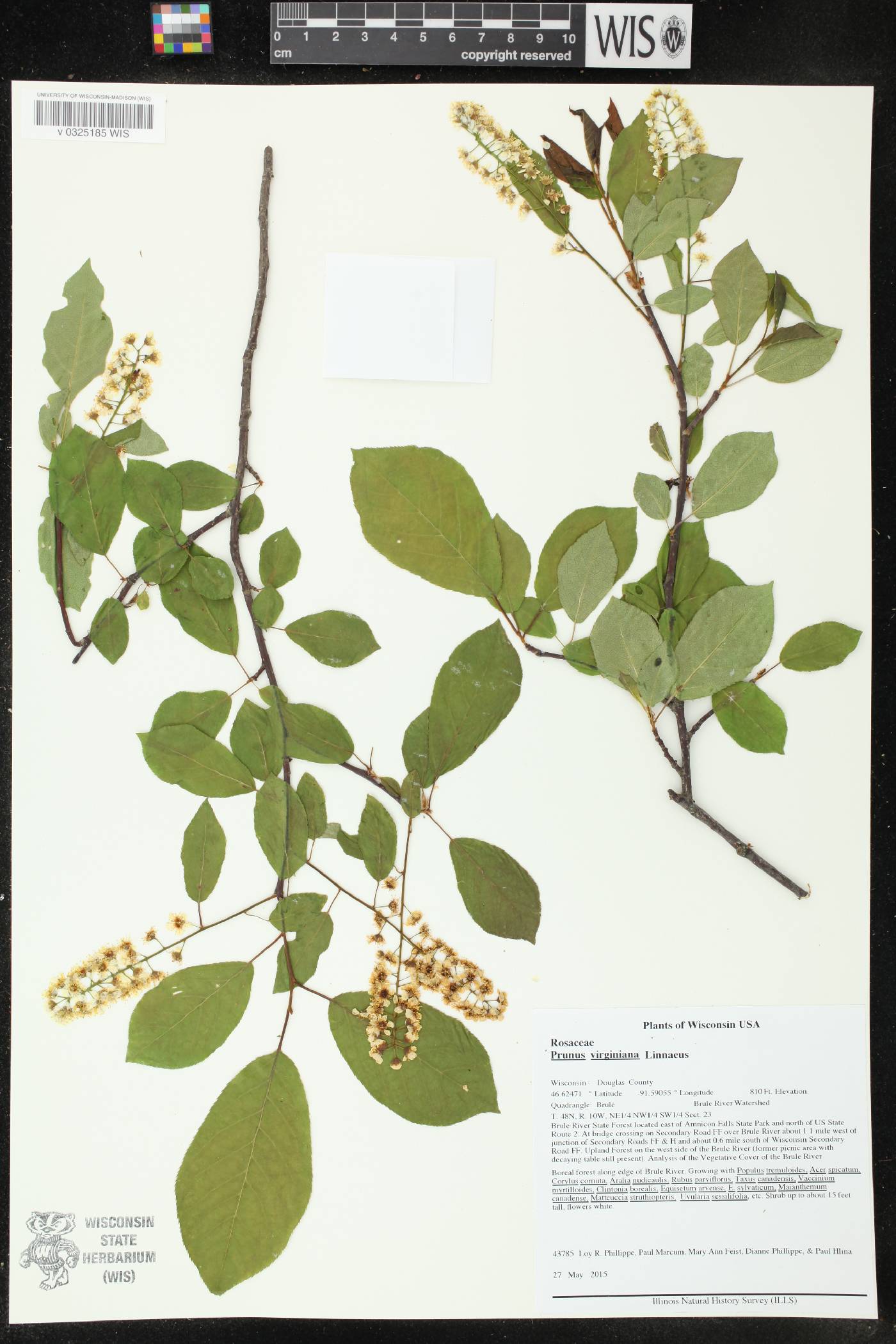 Prunus virginiana image