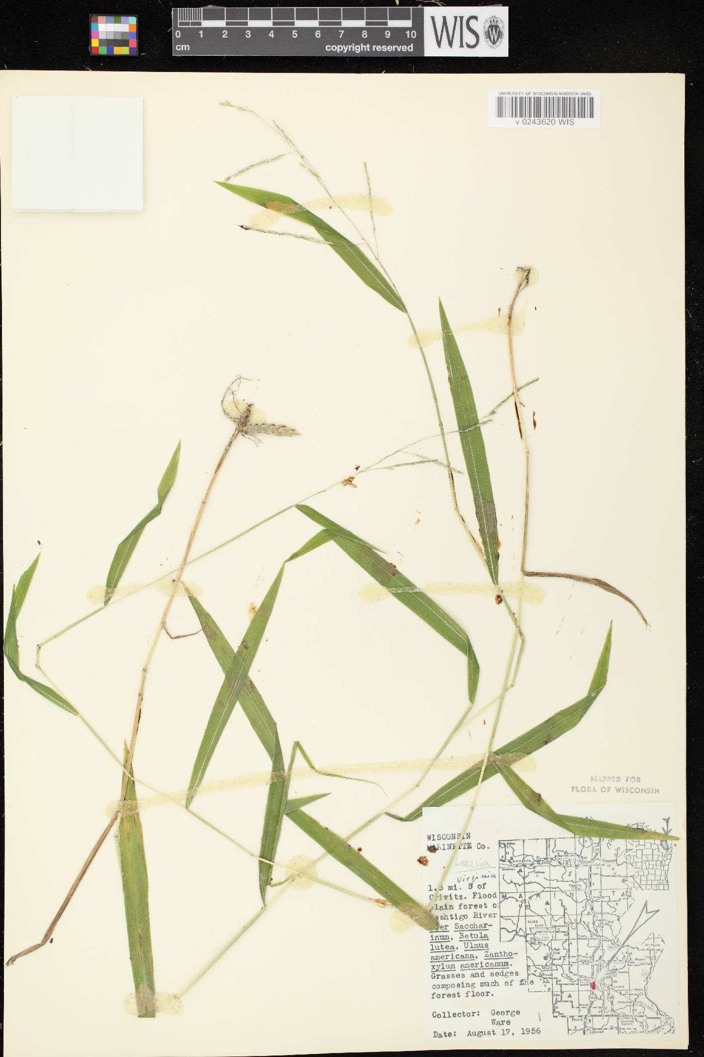 Leersia virginica image