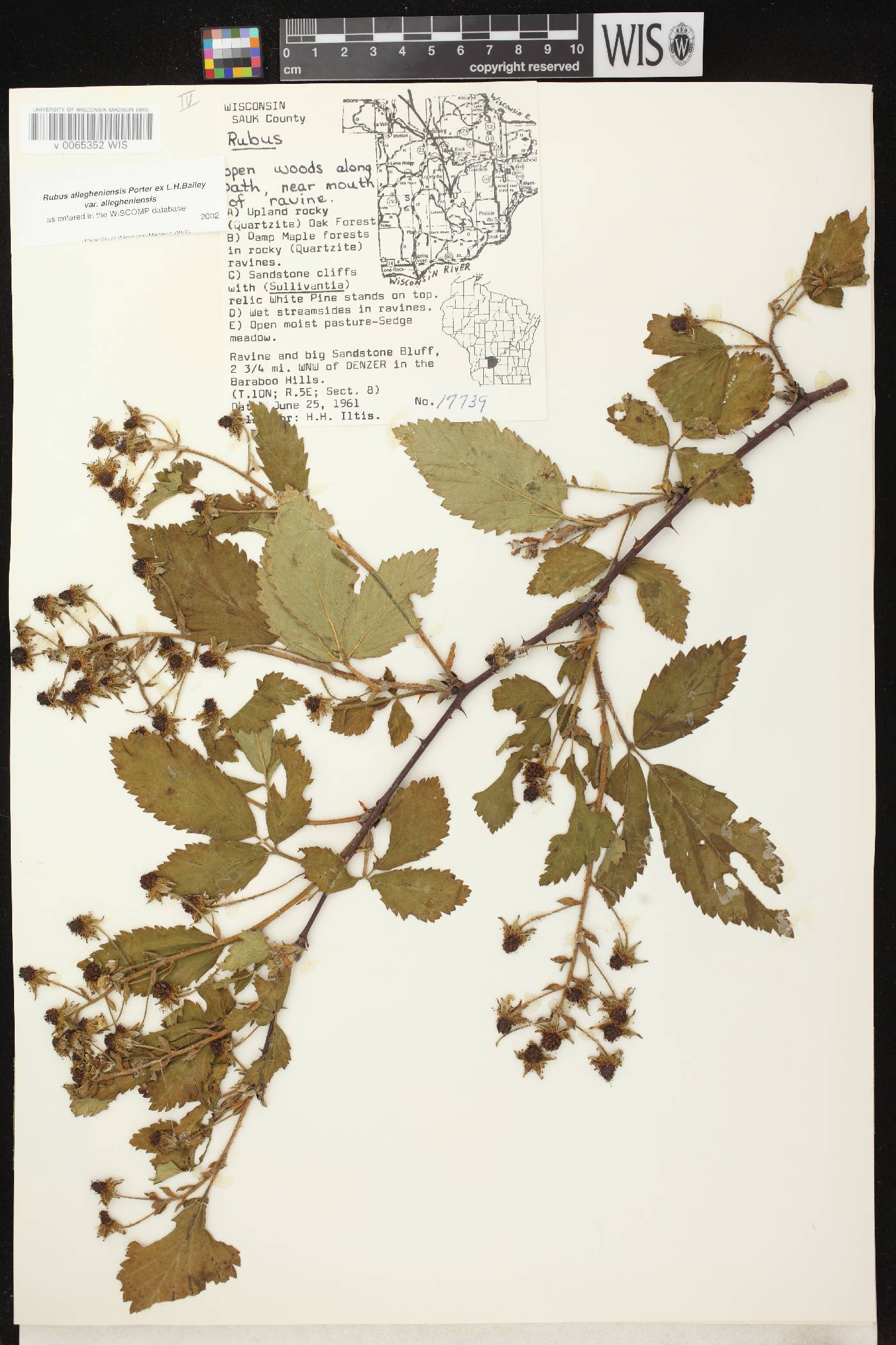 Rubus allegheniensis image