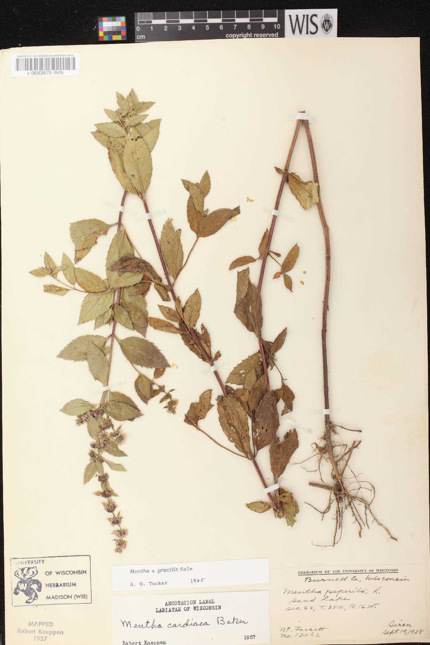 Mentha X gracilis image