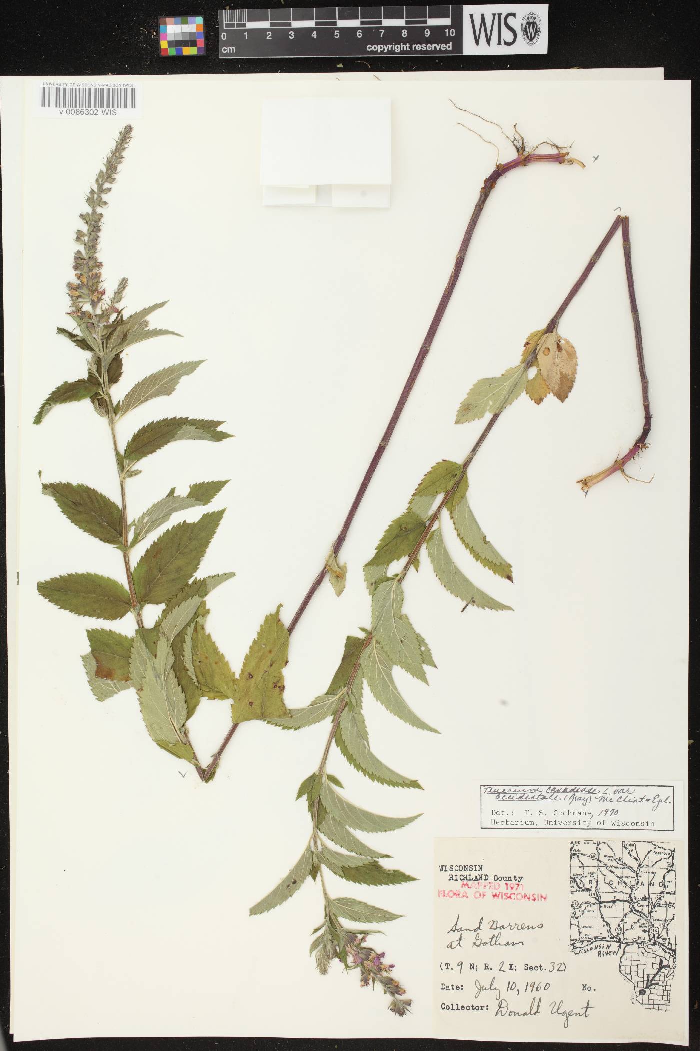 Teucrium canadense image