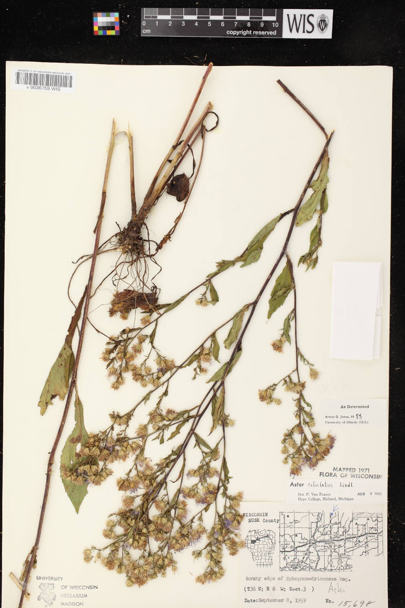 Symphyotrichum ciliolatum image