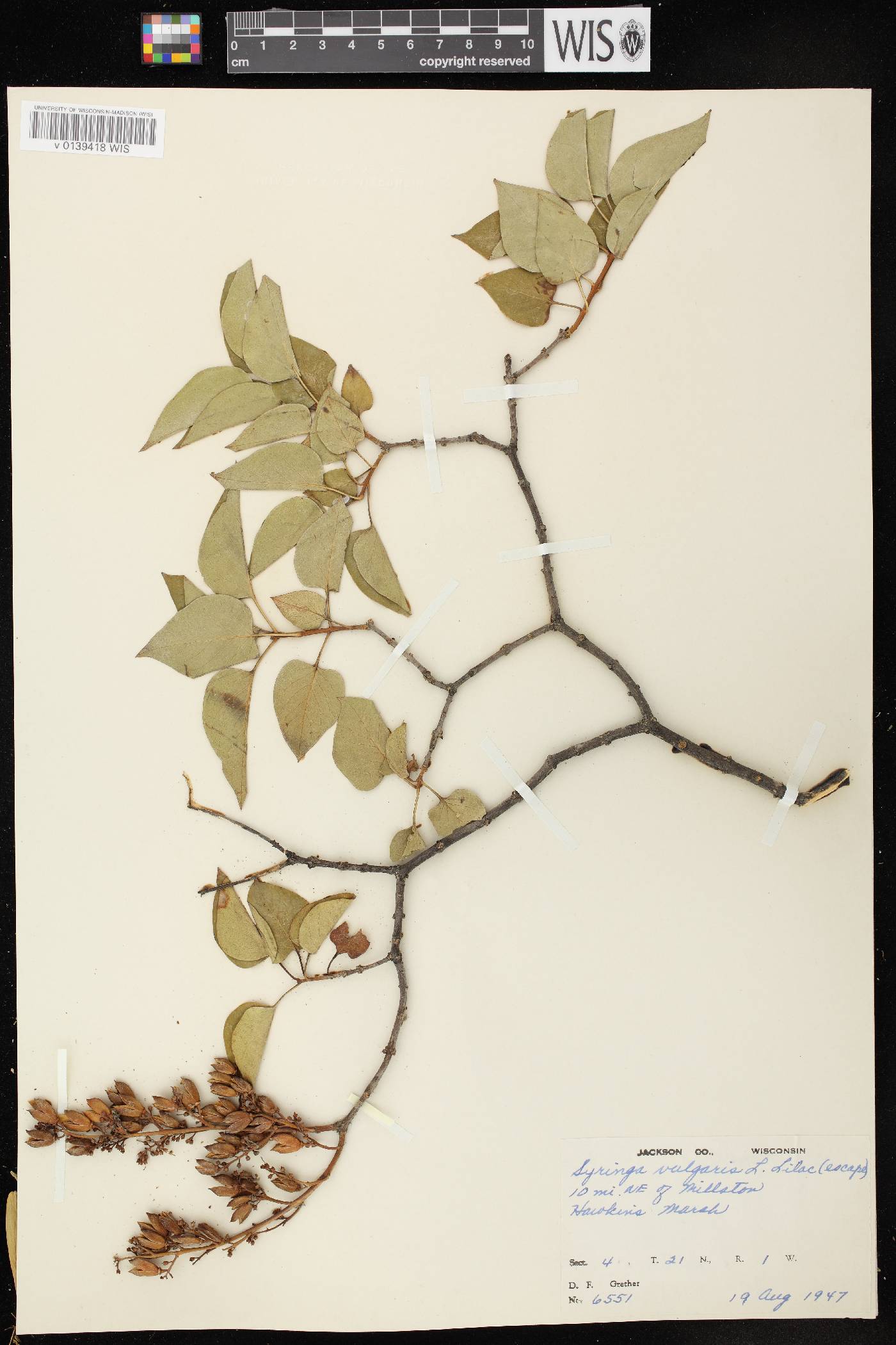 Syringa vulgaris image