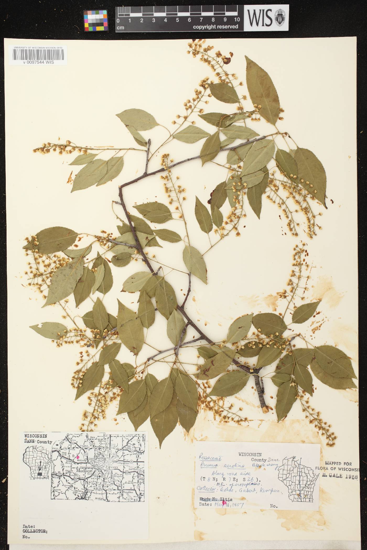 Prunus serotina var. serotina image