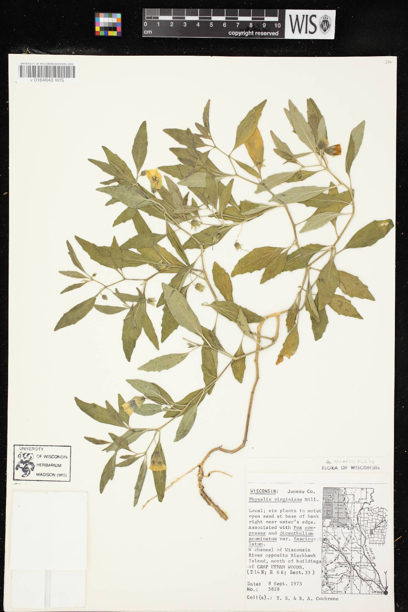 Physalis virginiana image