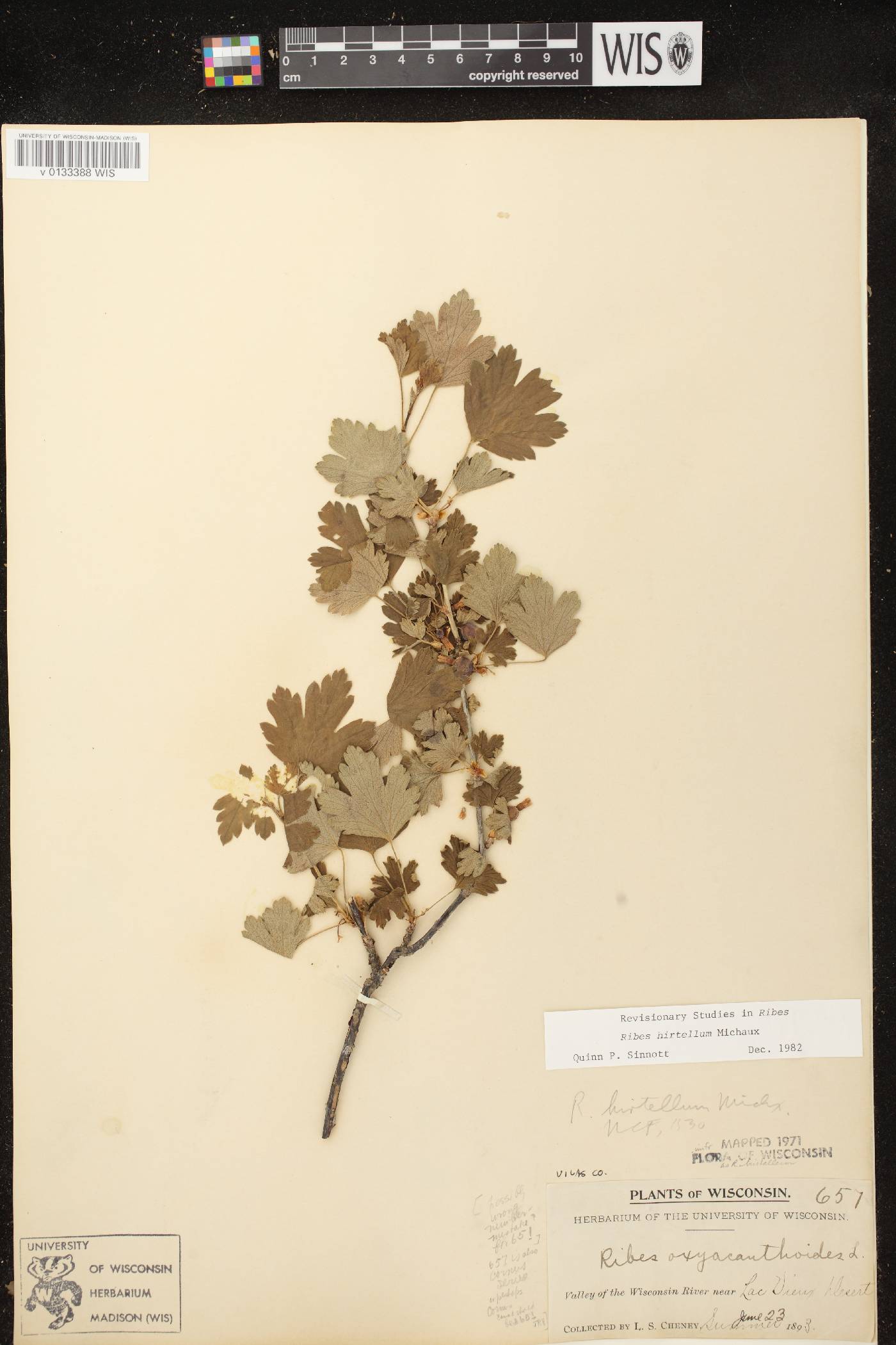 Ribes hirtellum image