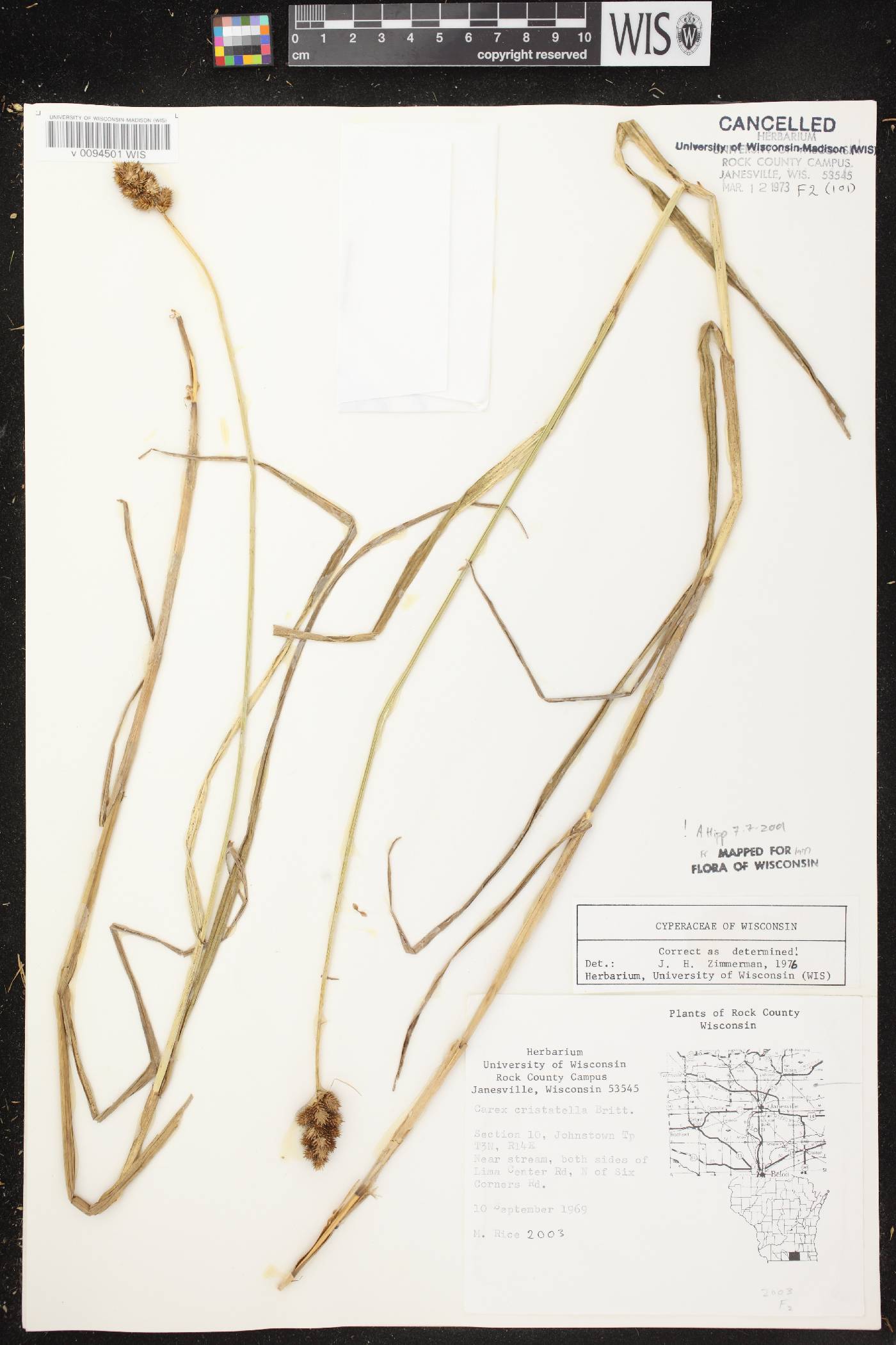 Carex cristatella image
