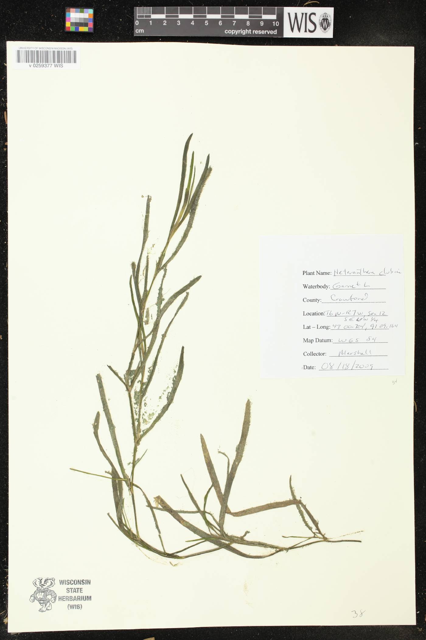 Heteranthera dubia image