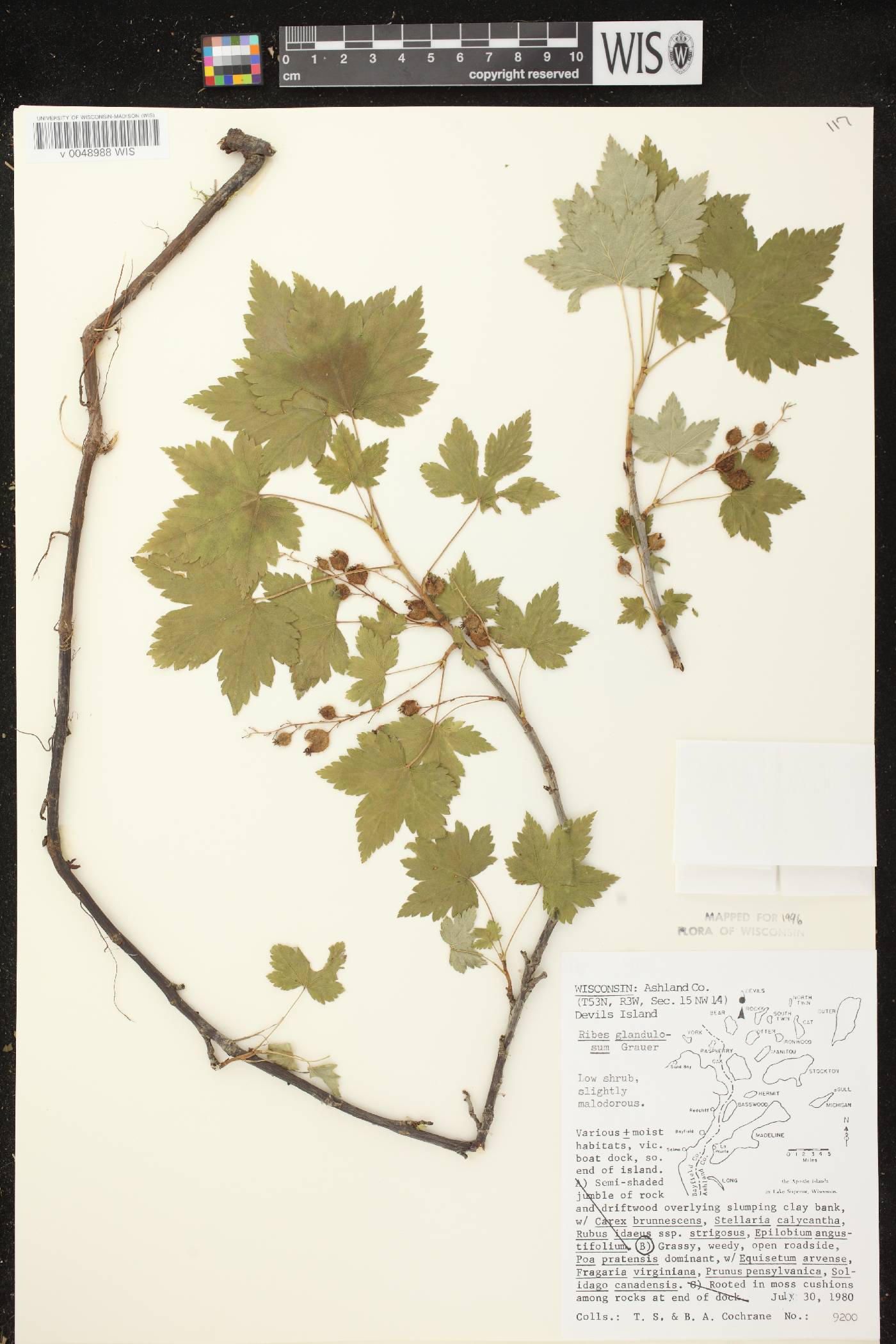 Ribes glandulosum image