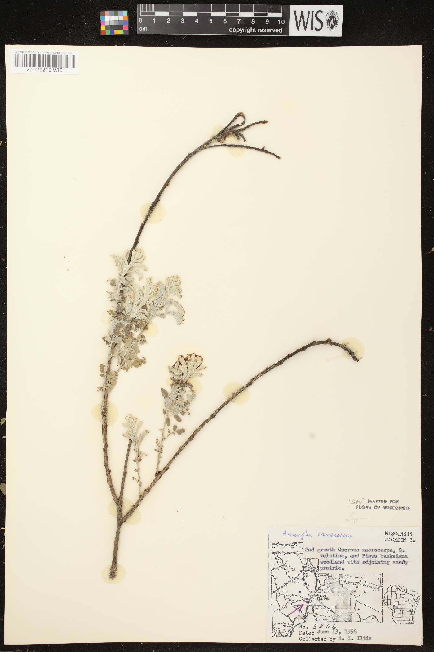 Amorpha canescens image