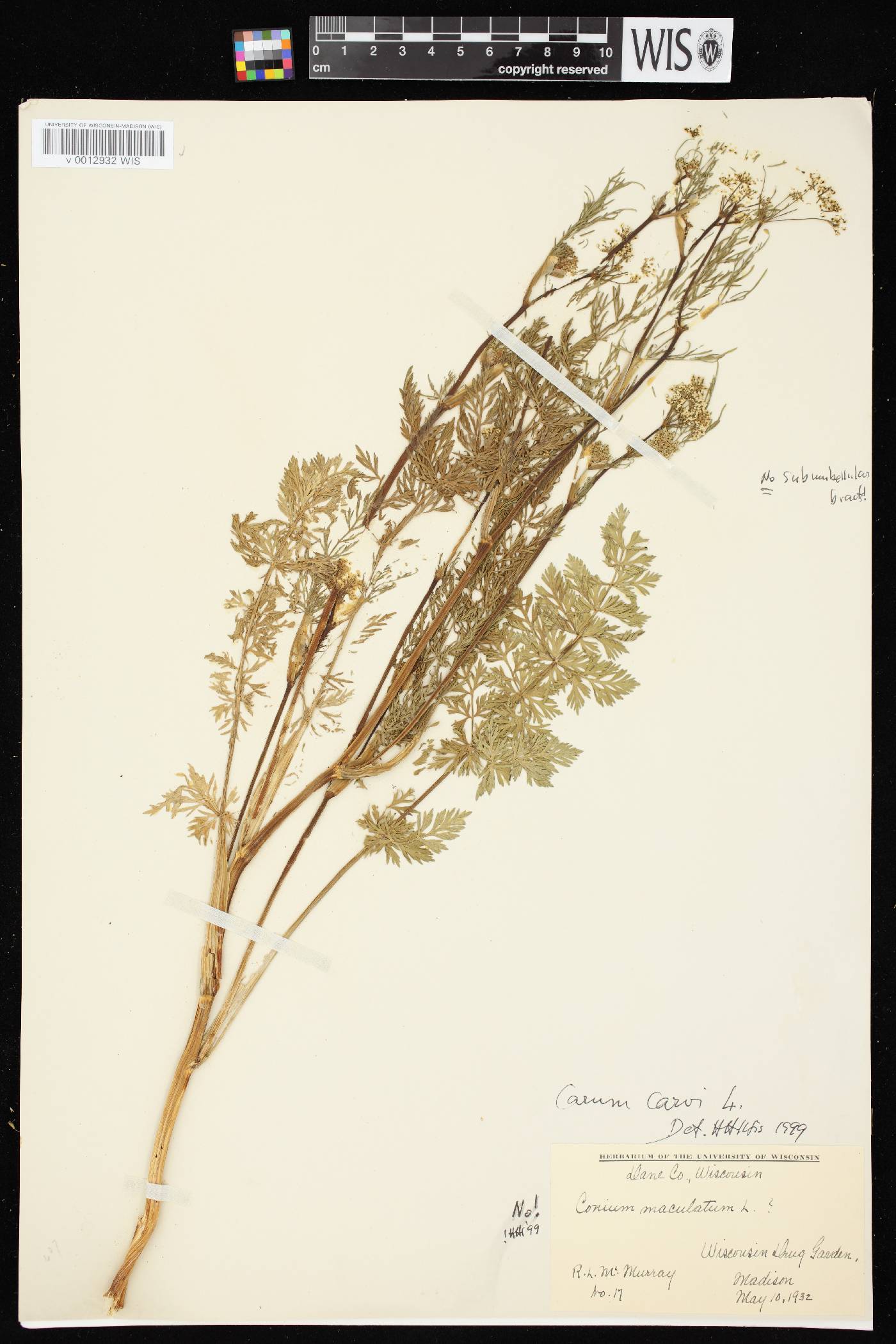 Carum carvi image