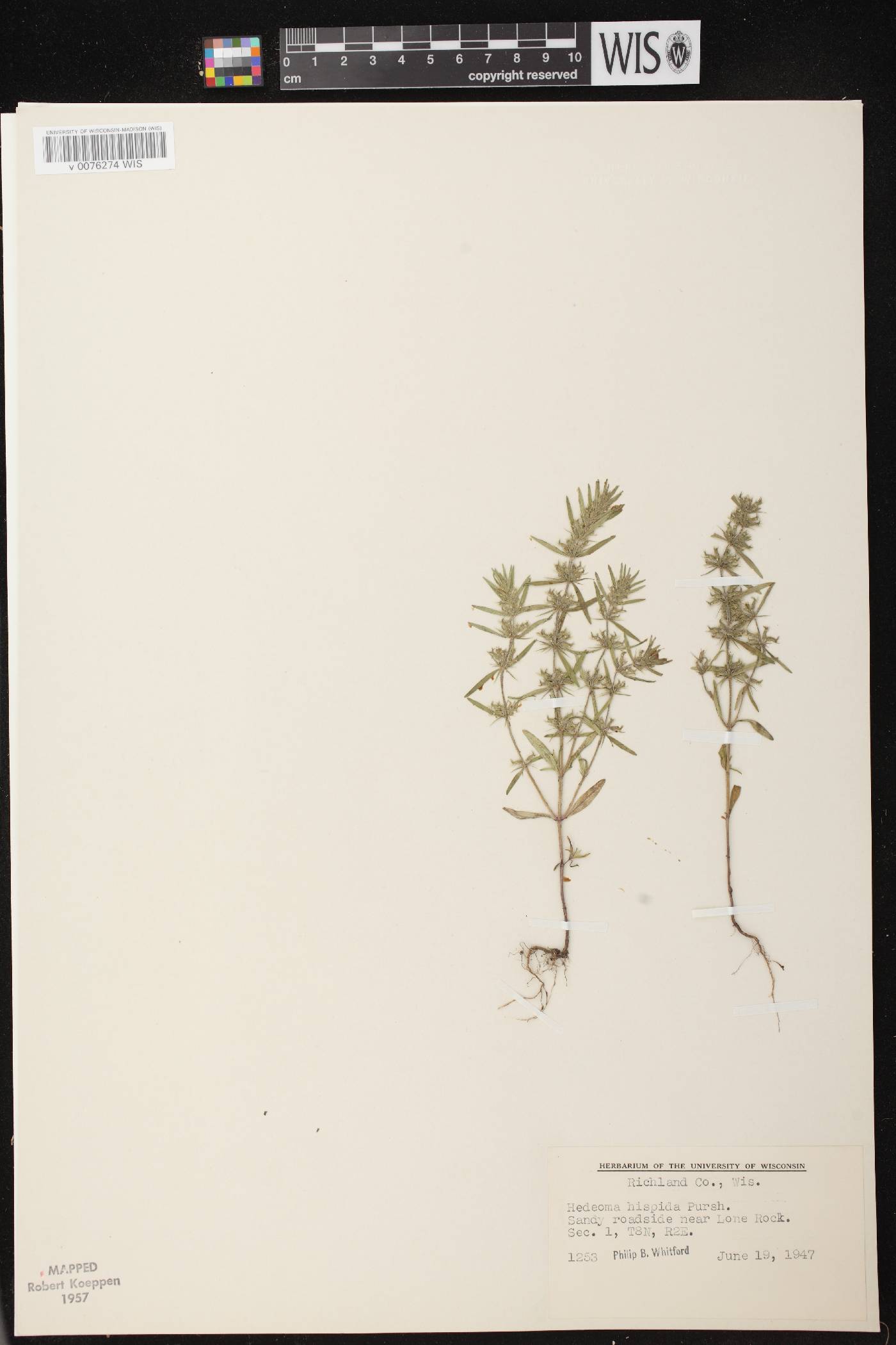Hedeoma hispida image