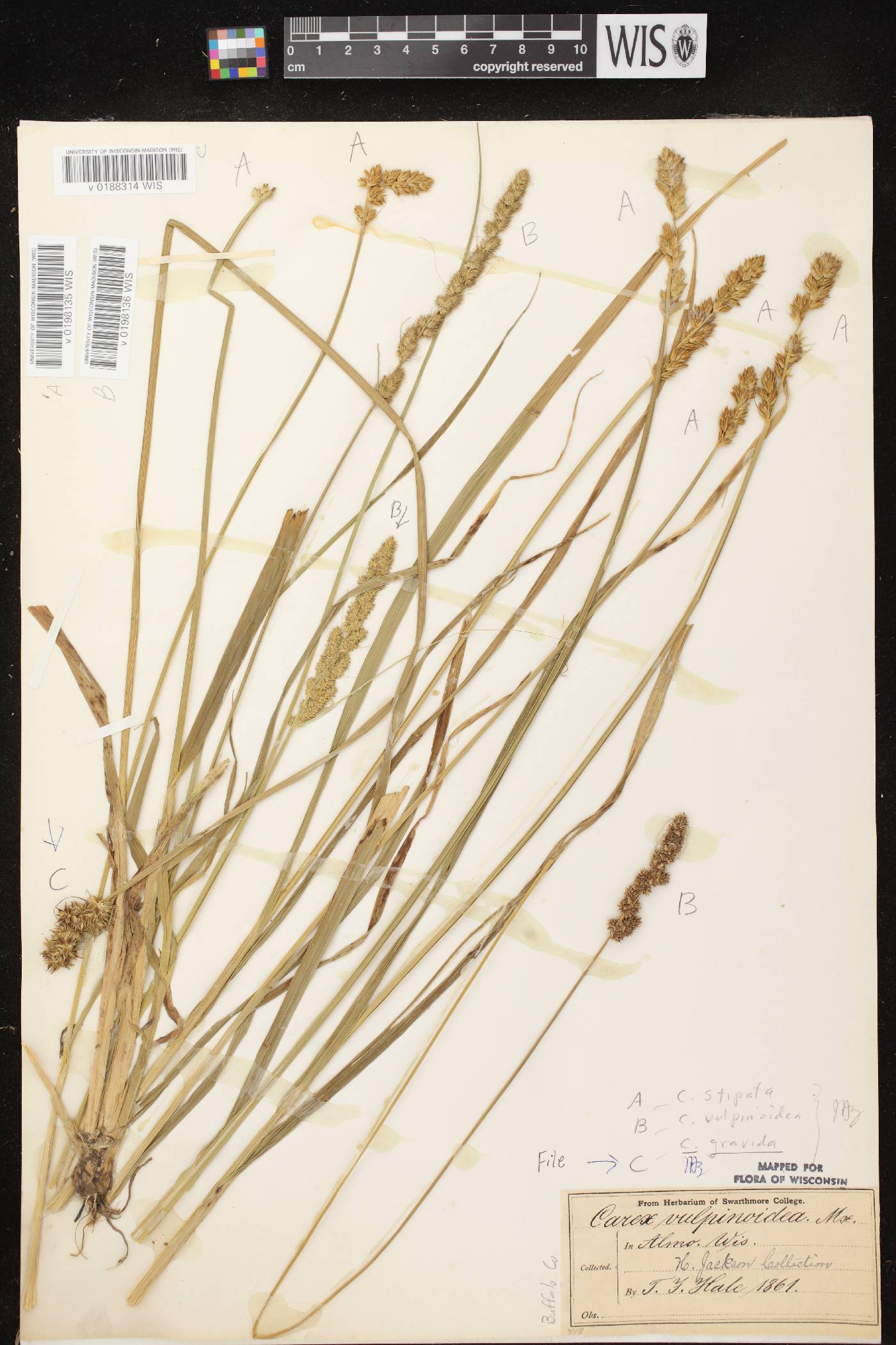 Carex stipata var. stipata image