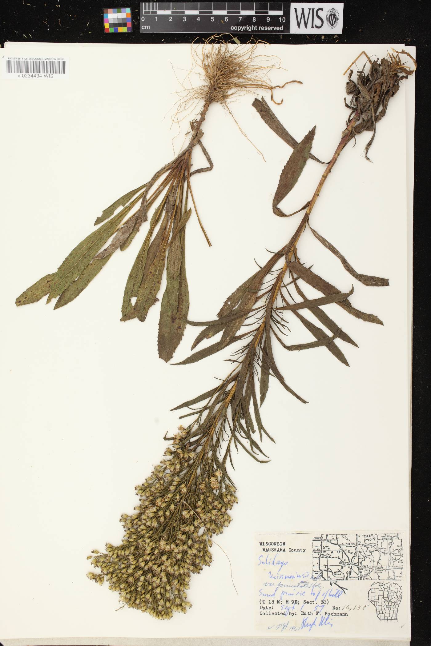 Solidago missouriensis image