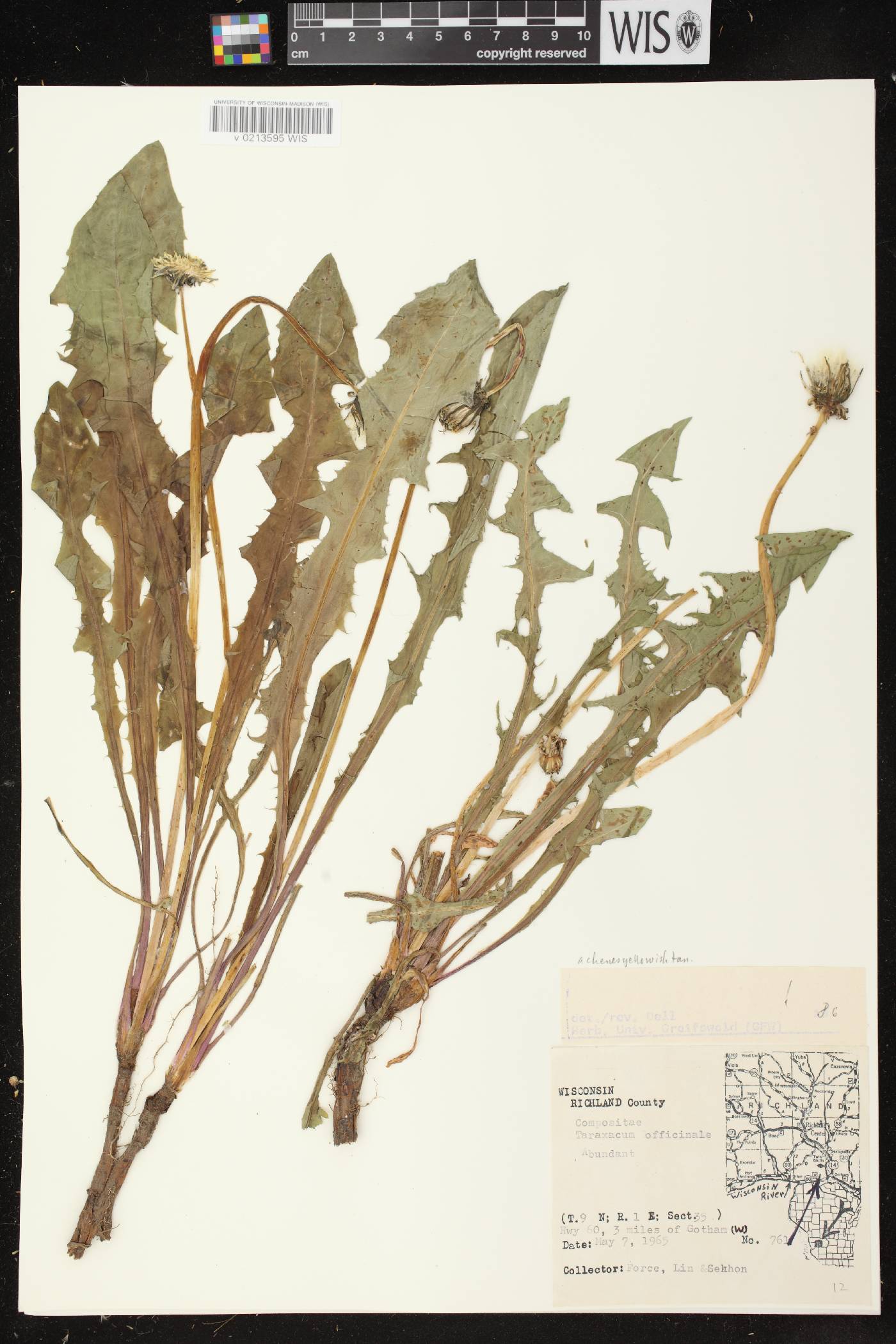 Taraxacum officinale image