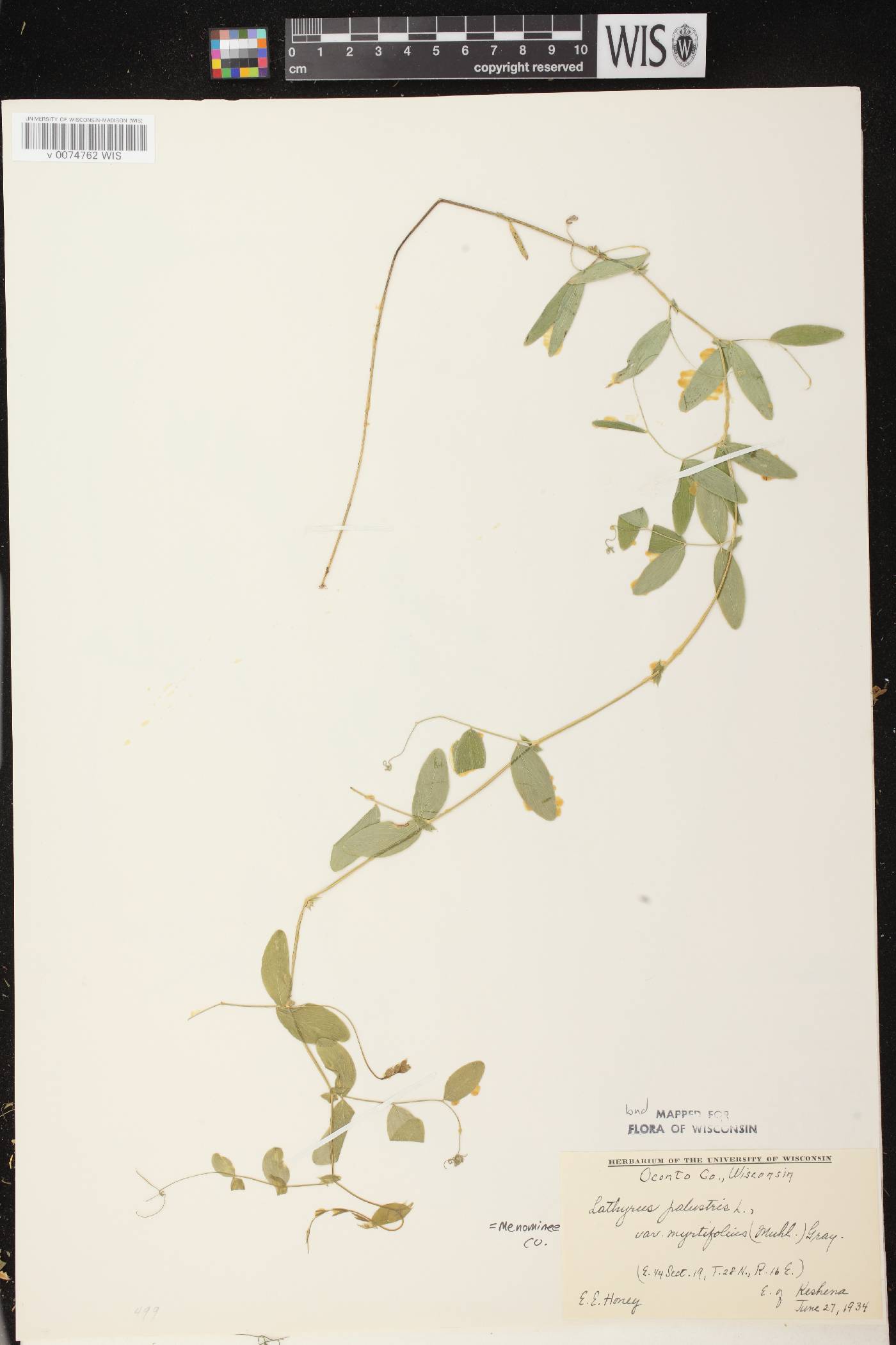 Lathyrus palustris image