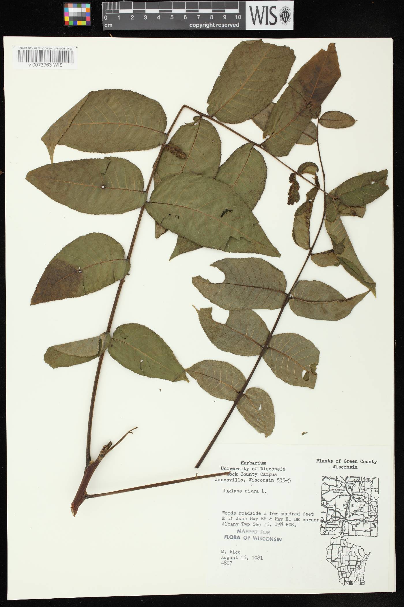 Juglans nigra image