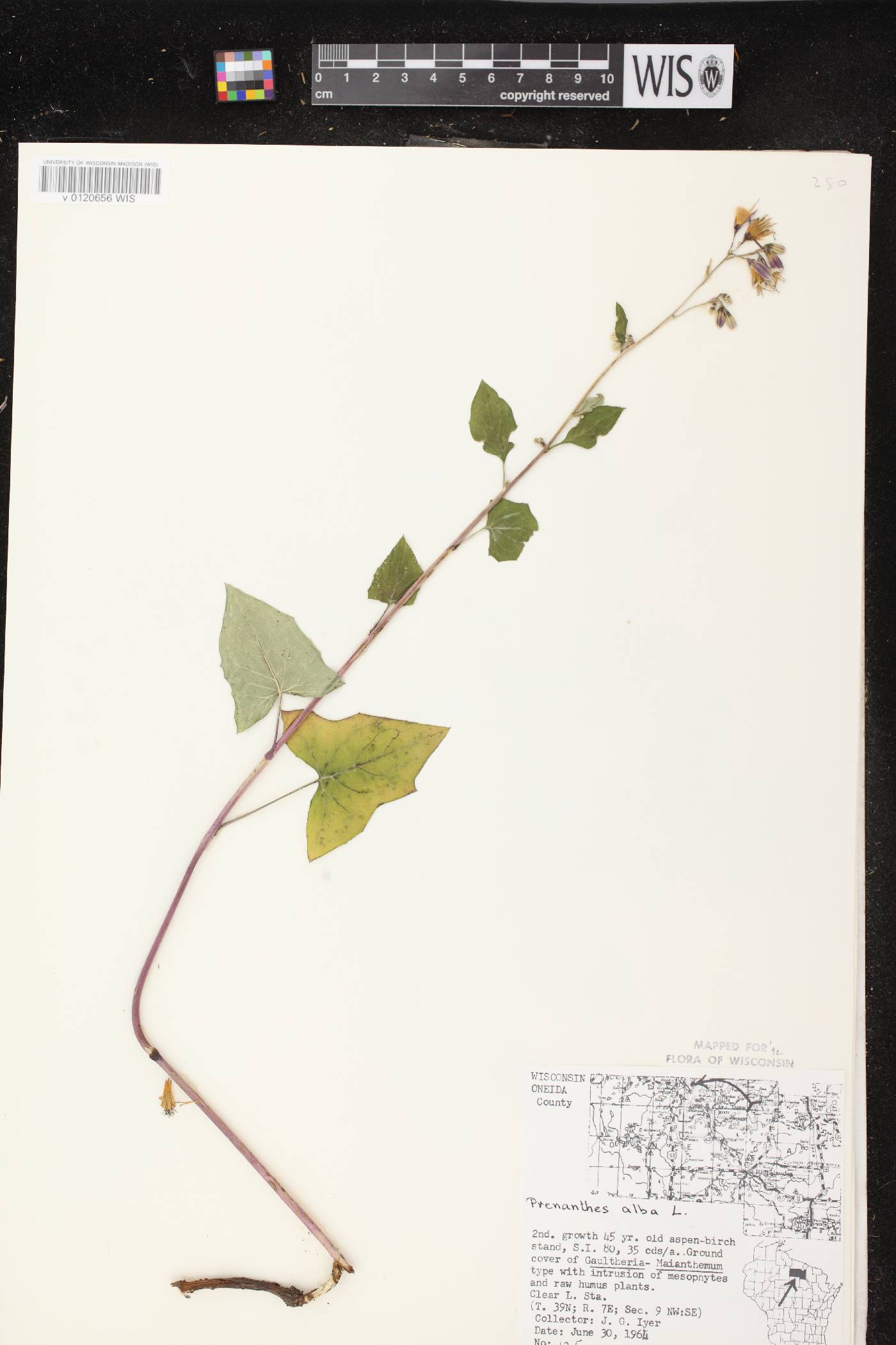 Prenanthes alba image