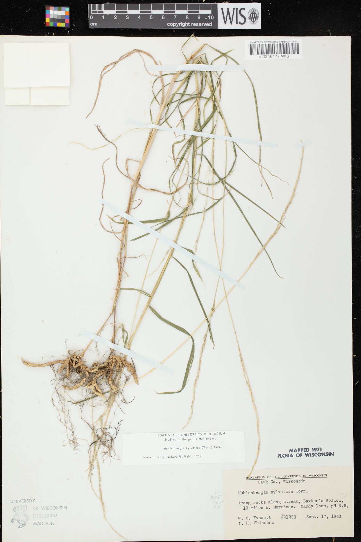 Muhlenbergia sylvatica image