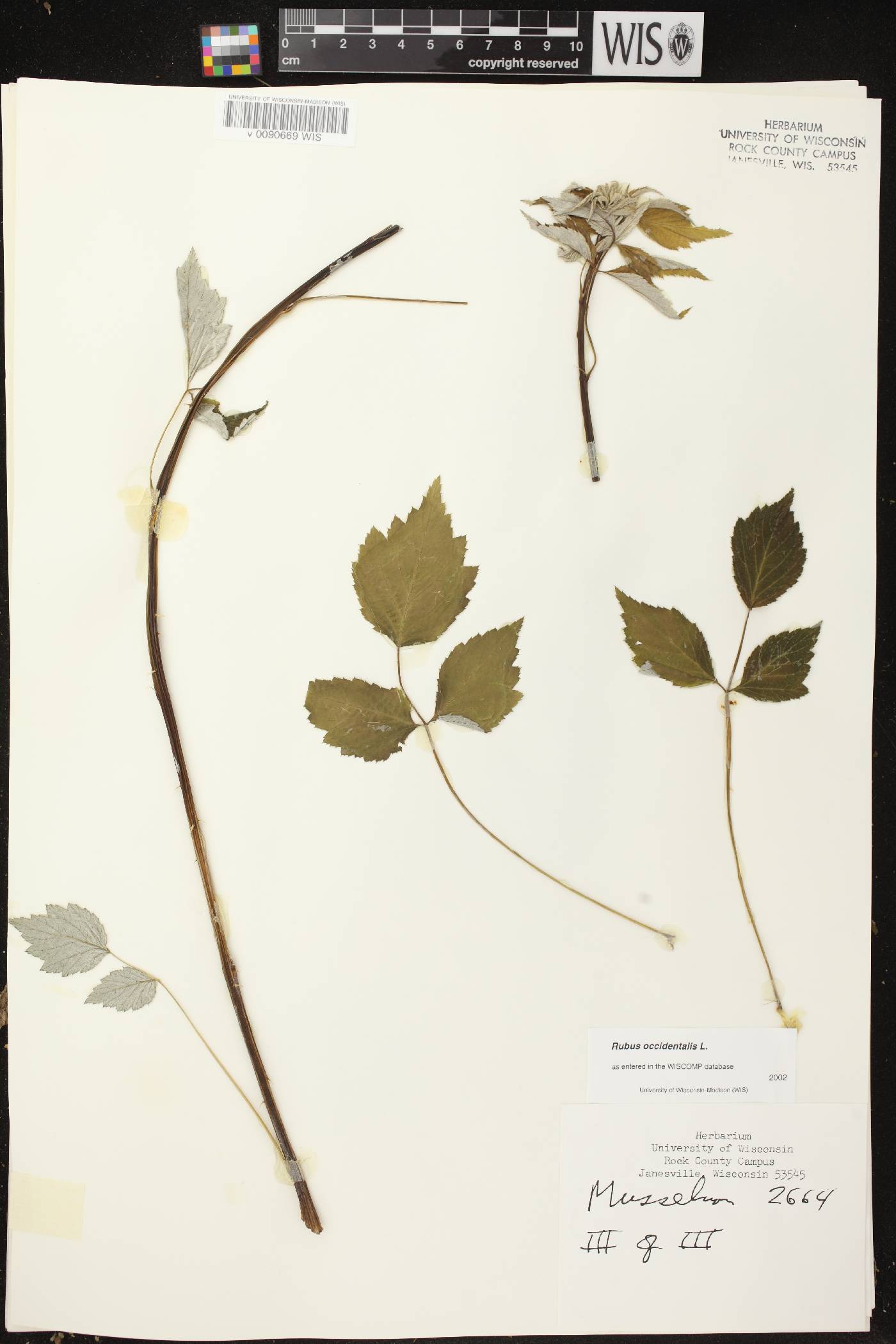 Rubus occidentalis image