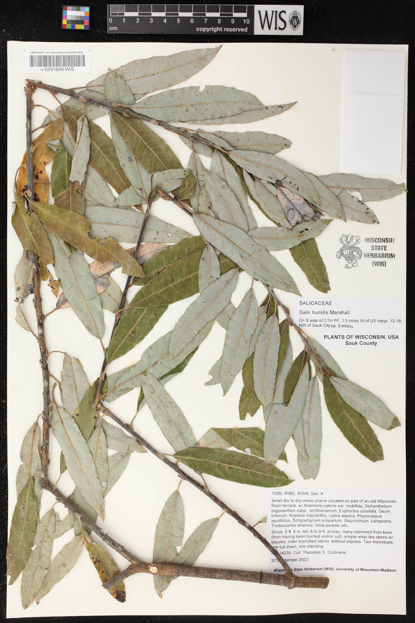 Salix humilis image