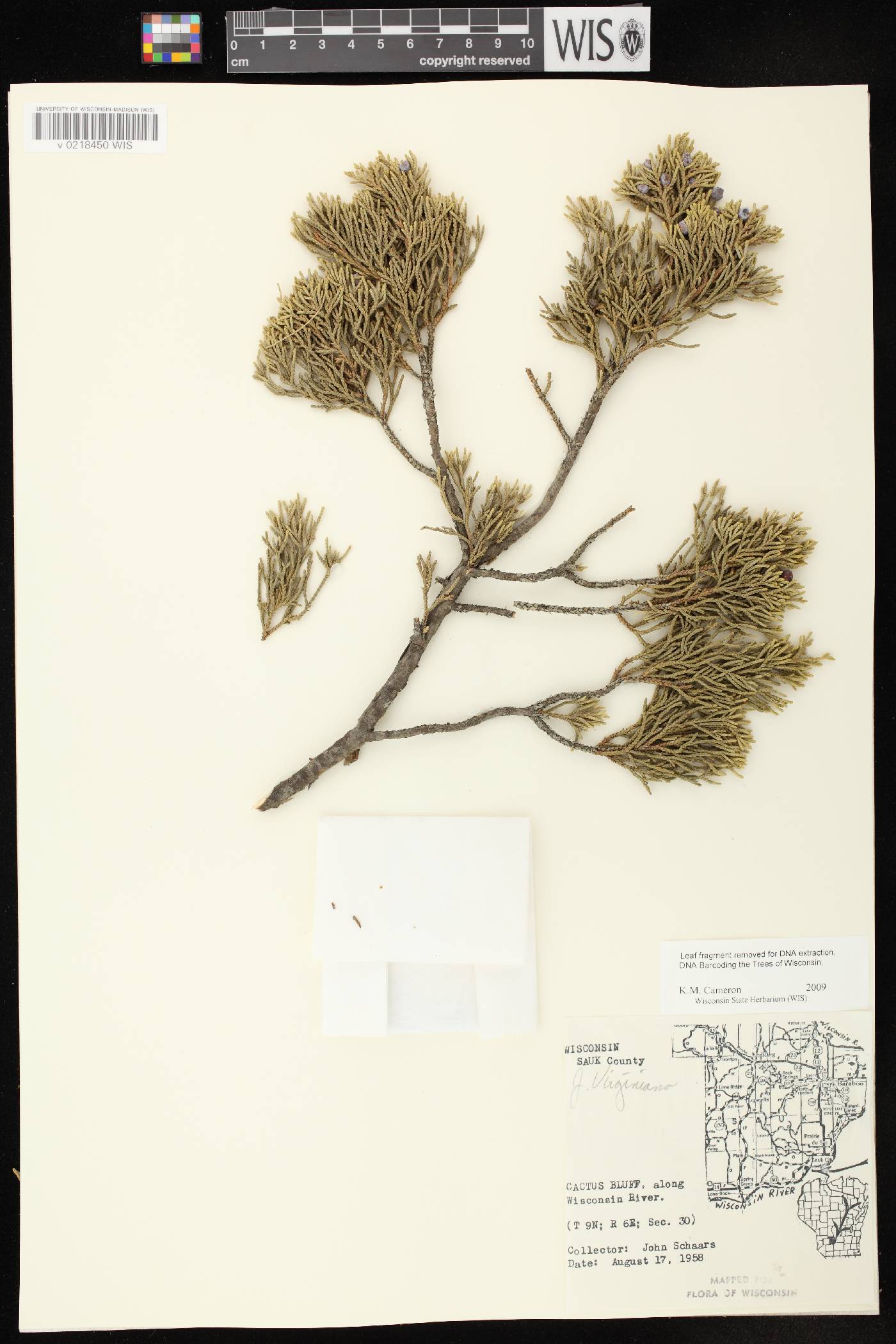 Juniperus virginiana image