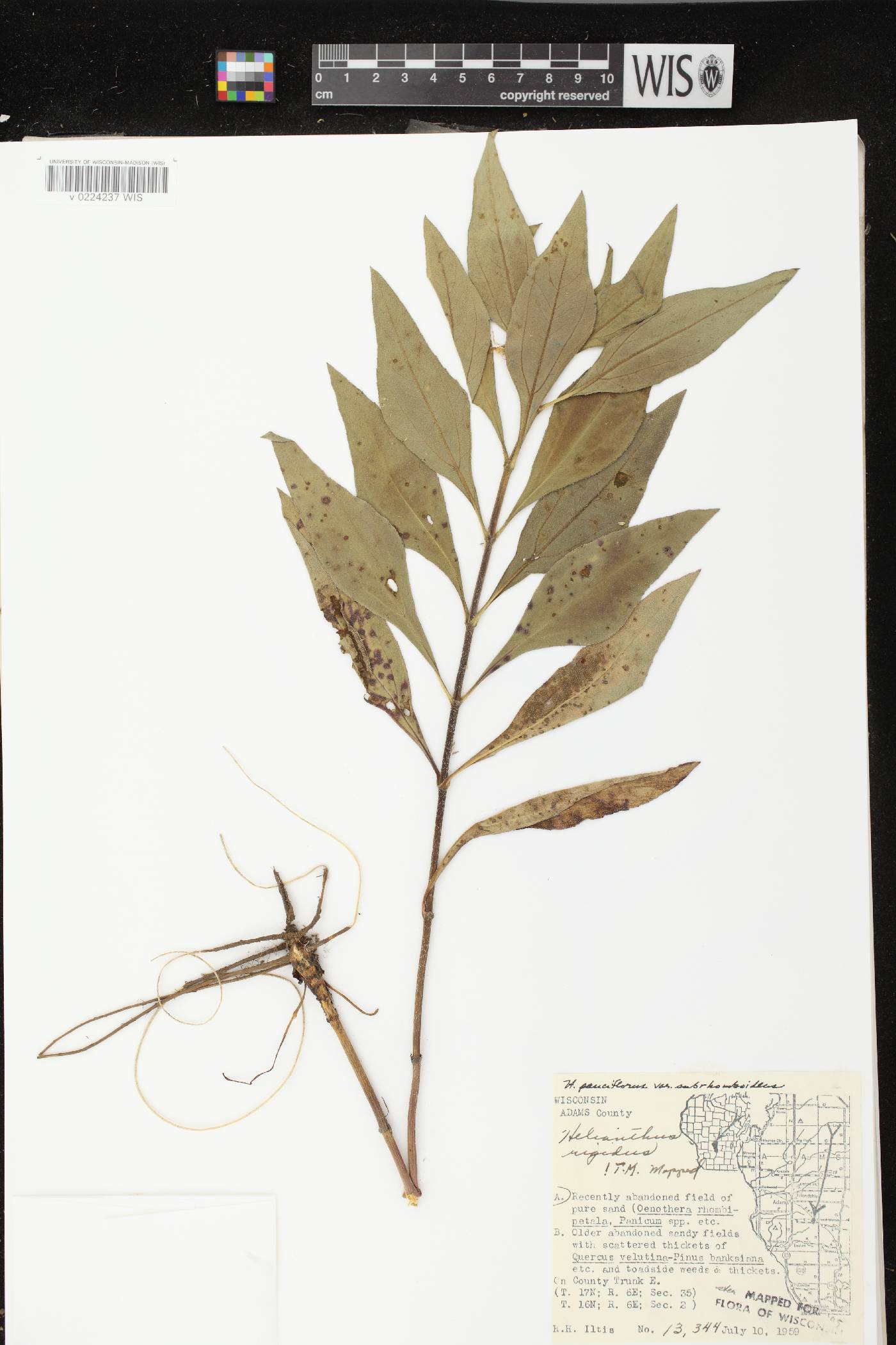 Helianthus pauciflorus subsp. subrhomboideus image