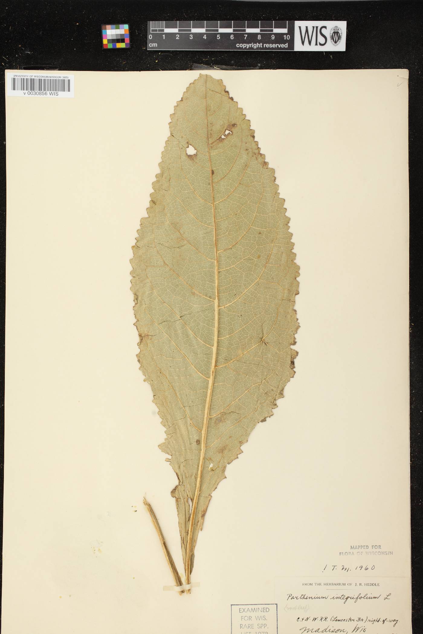 Parthenium integrifolium image