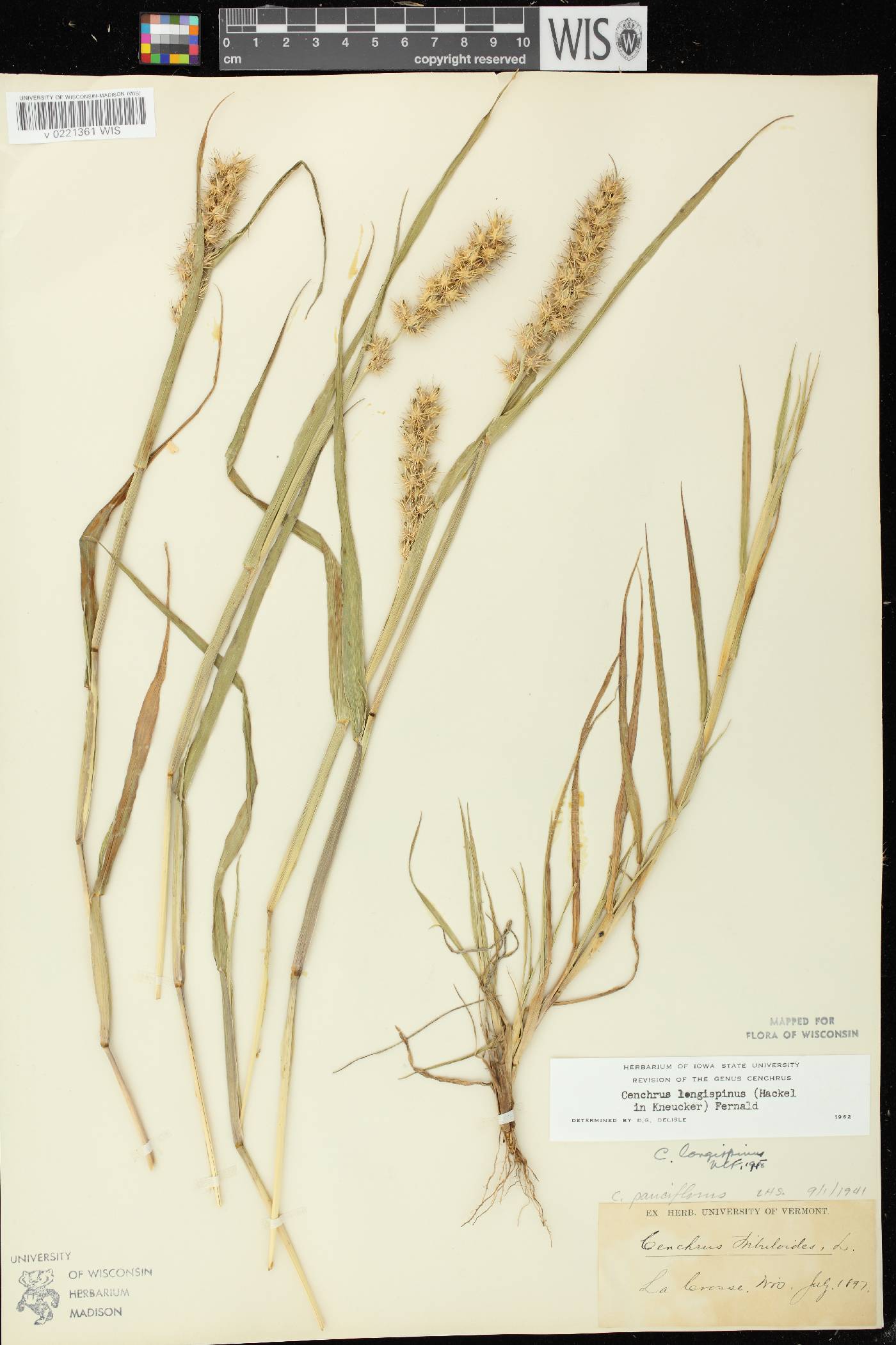 Cenchrus longispinus image