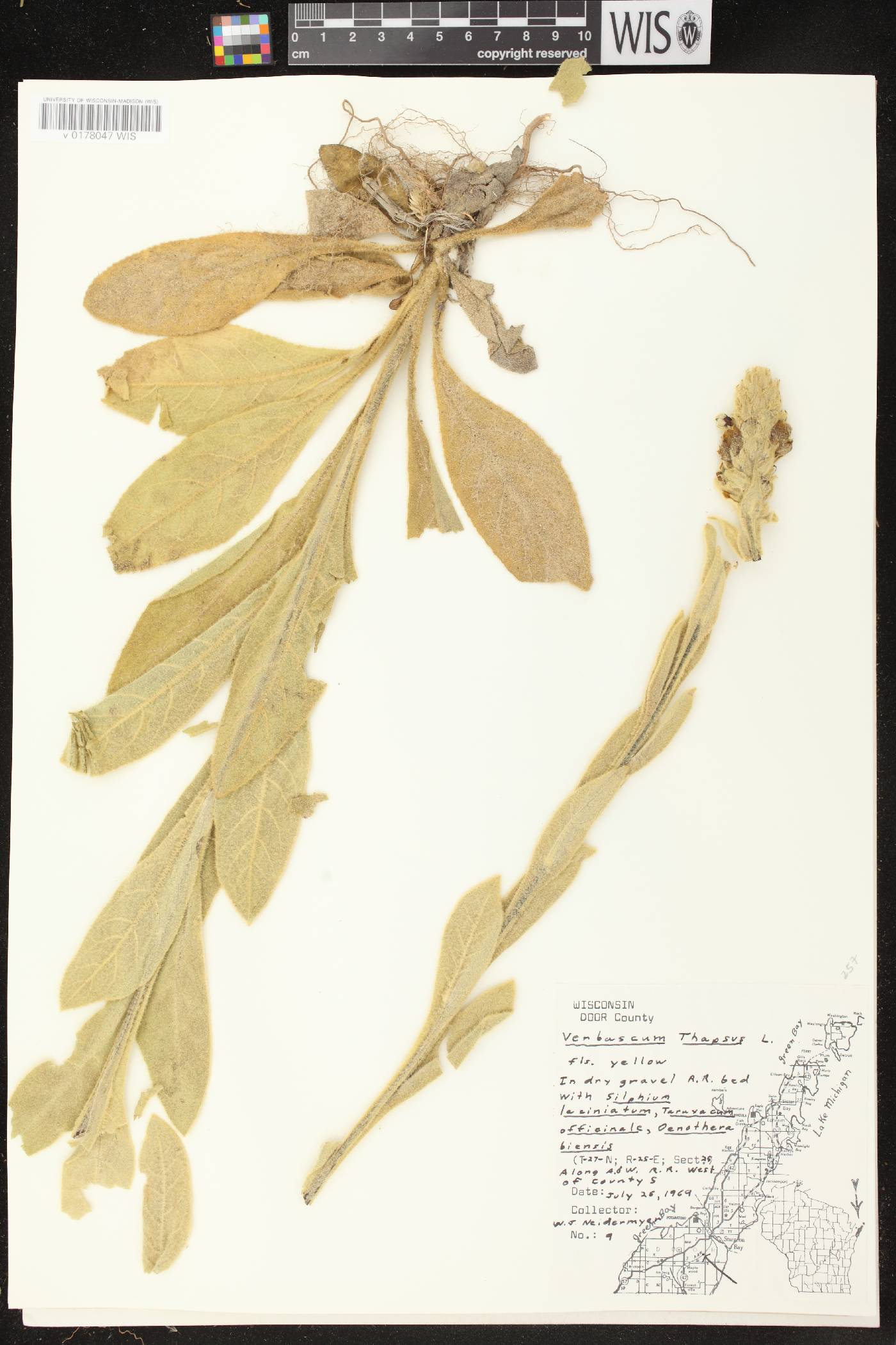 Verbascum thapsus image