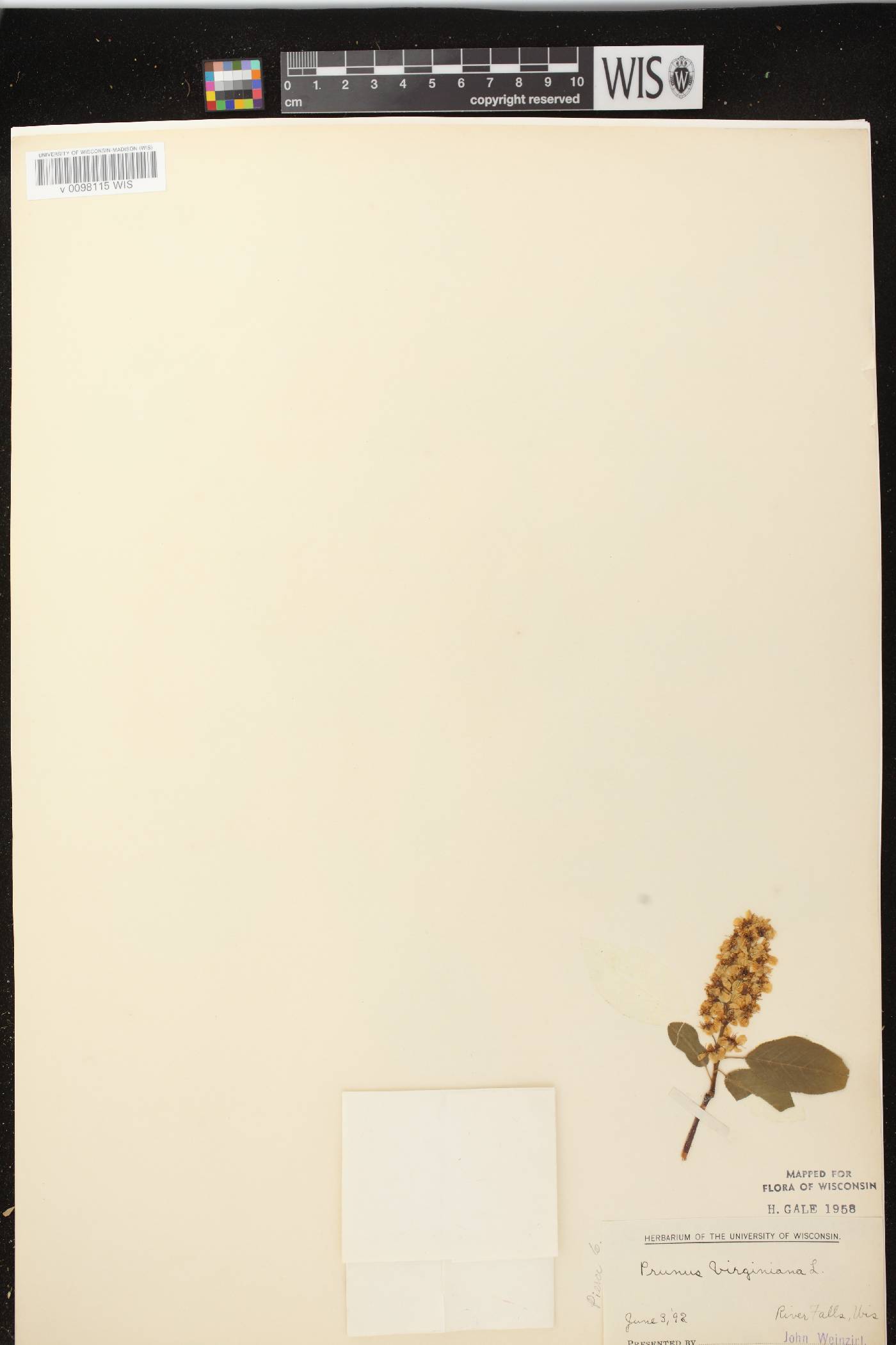 Prunus virginiana image