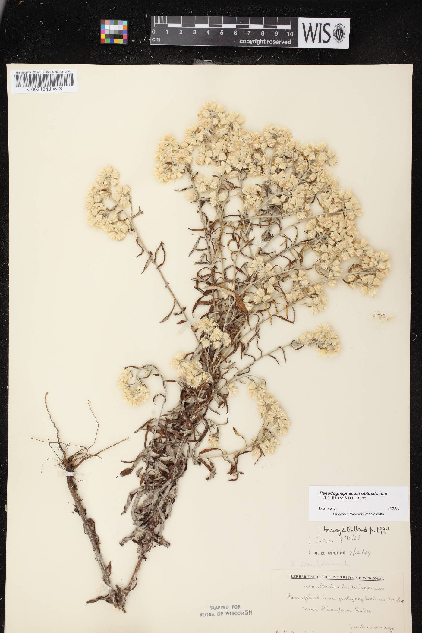Pseudognaphalium obtusifolium image