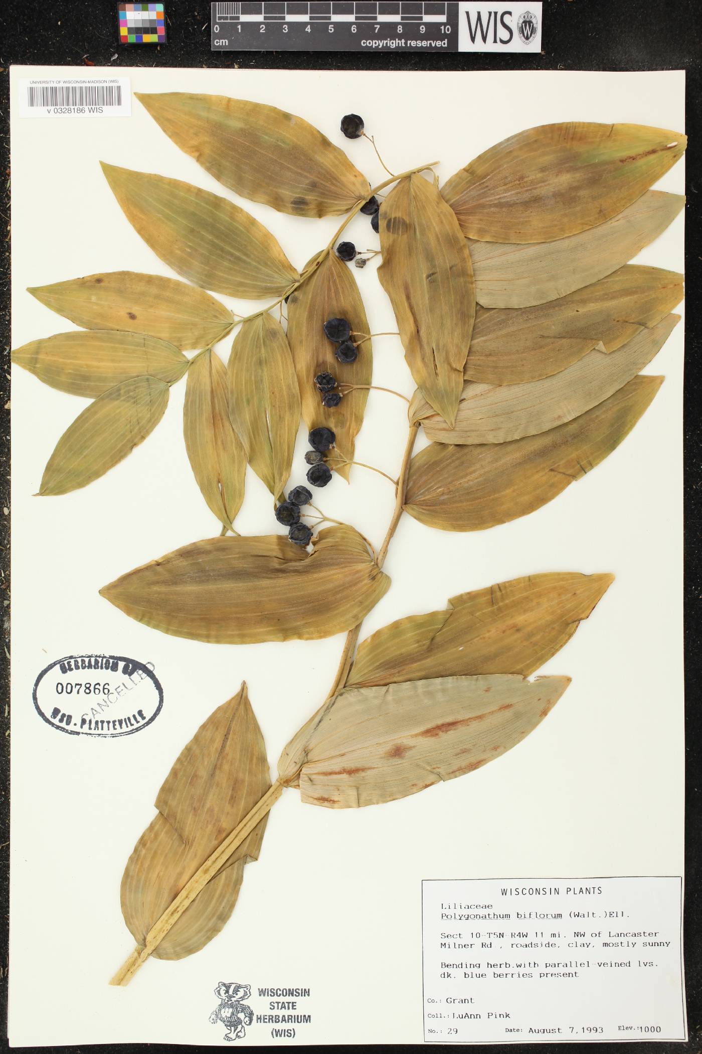 Polygonatum biflorum image