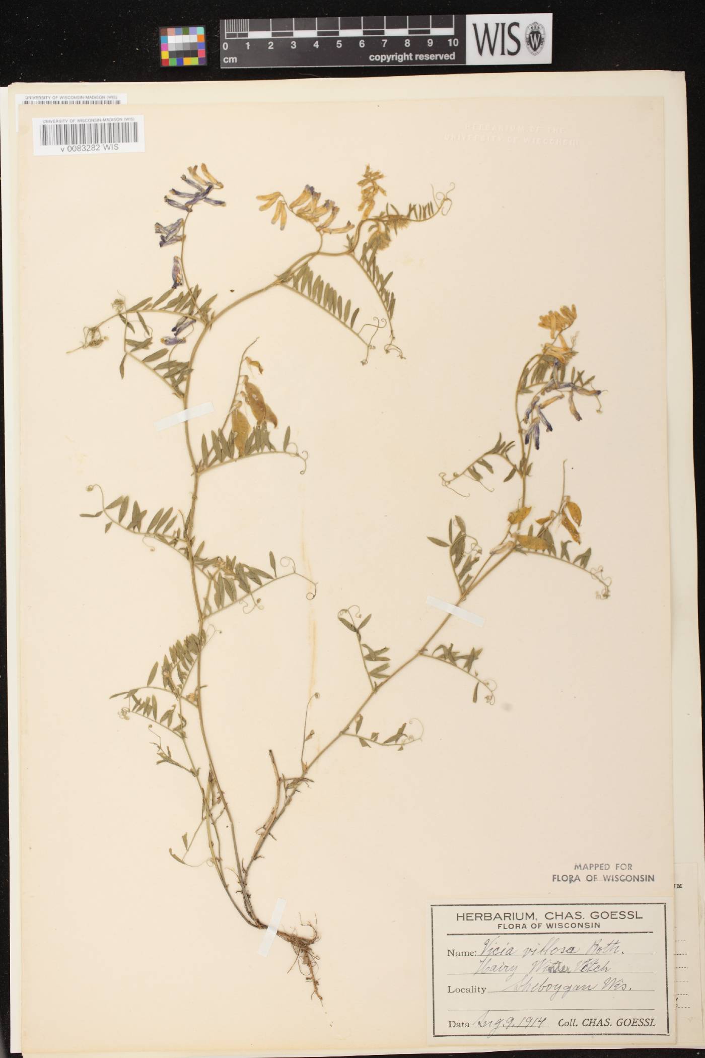 Vicia villosa image