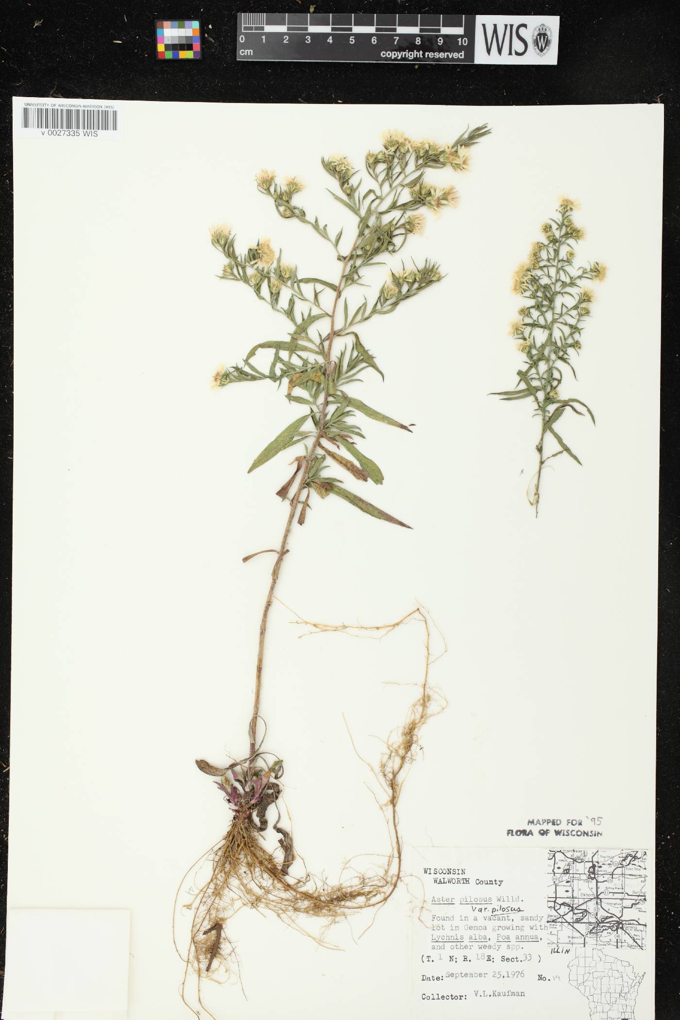 Symphyotrichum pilosum var. pilosum image
