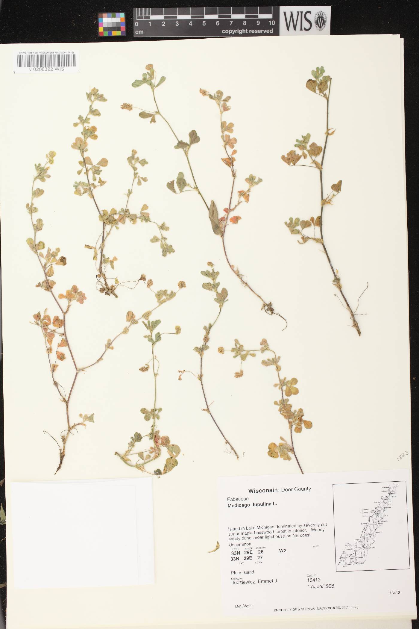 Medicago lupulina image