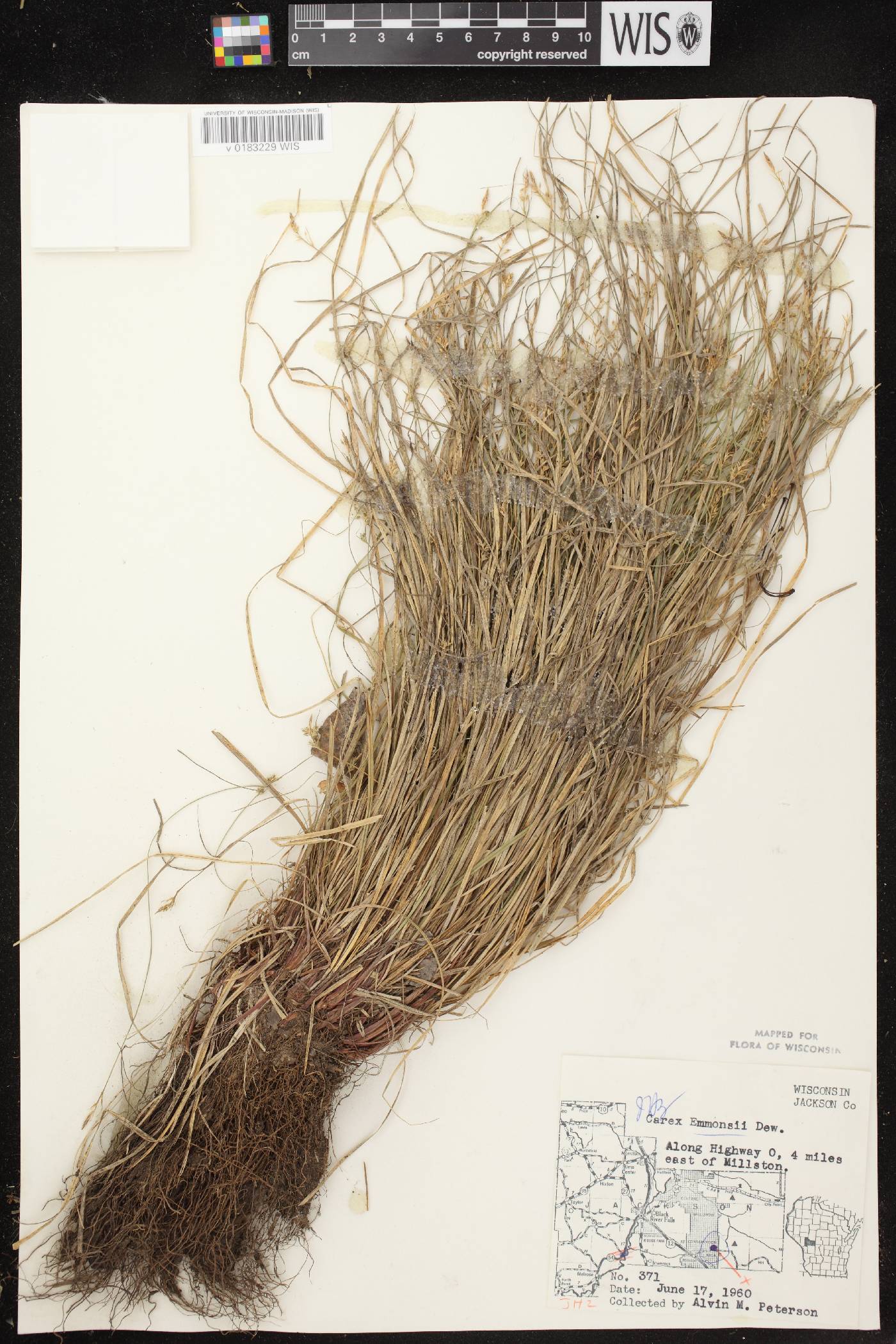 Carex albicans image
