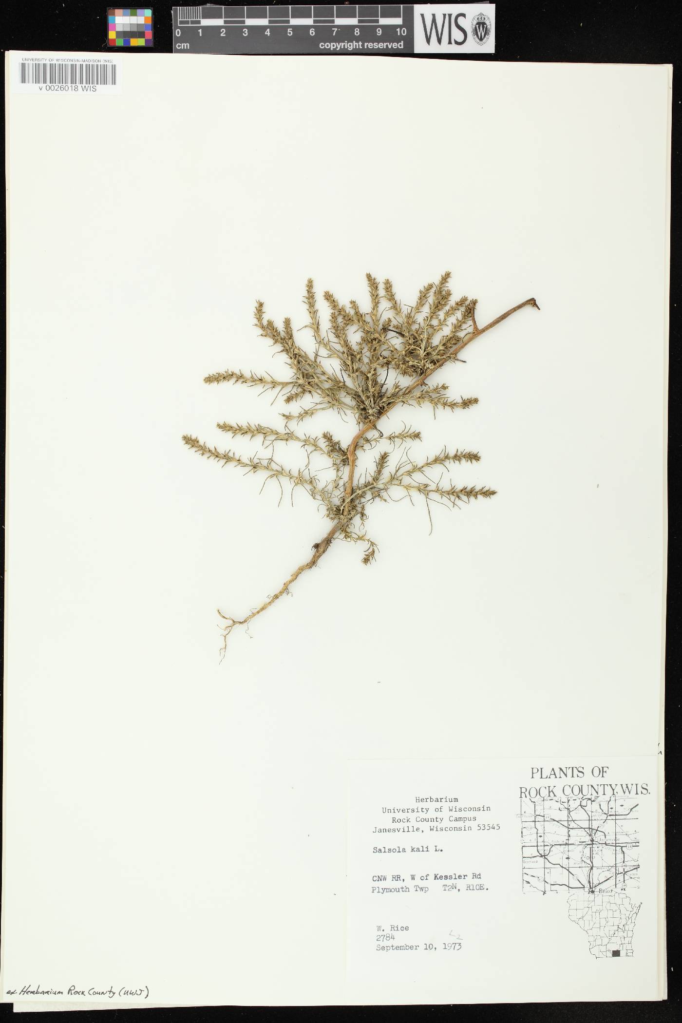 Salsola tragus image