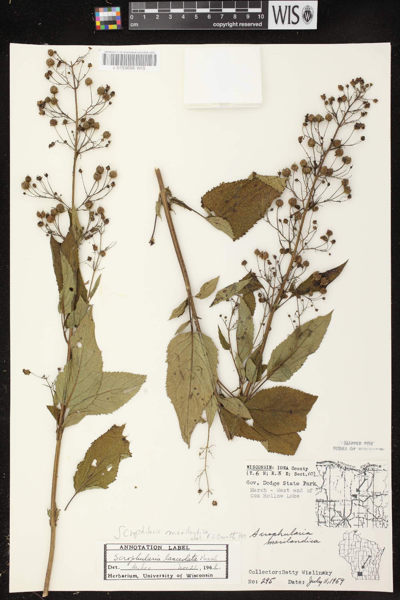 Scrophularia marilandica image