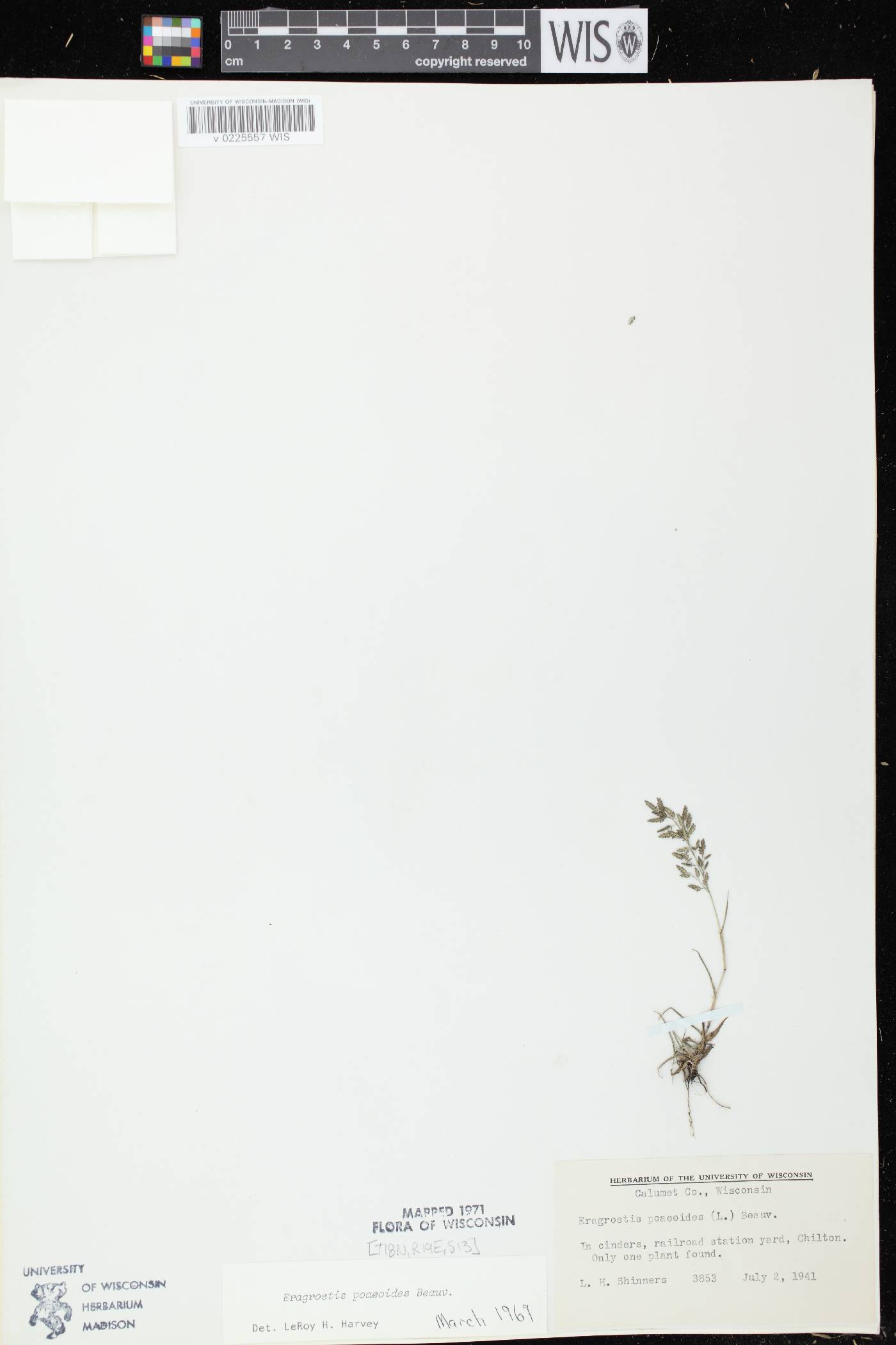 Eragrostis minor image