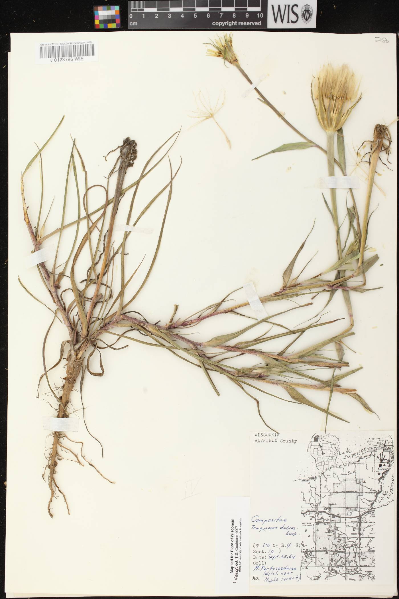 Tragopogon dubius image