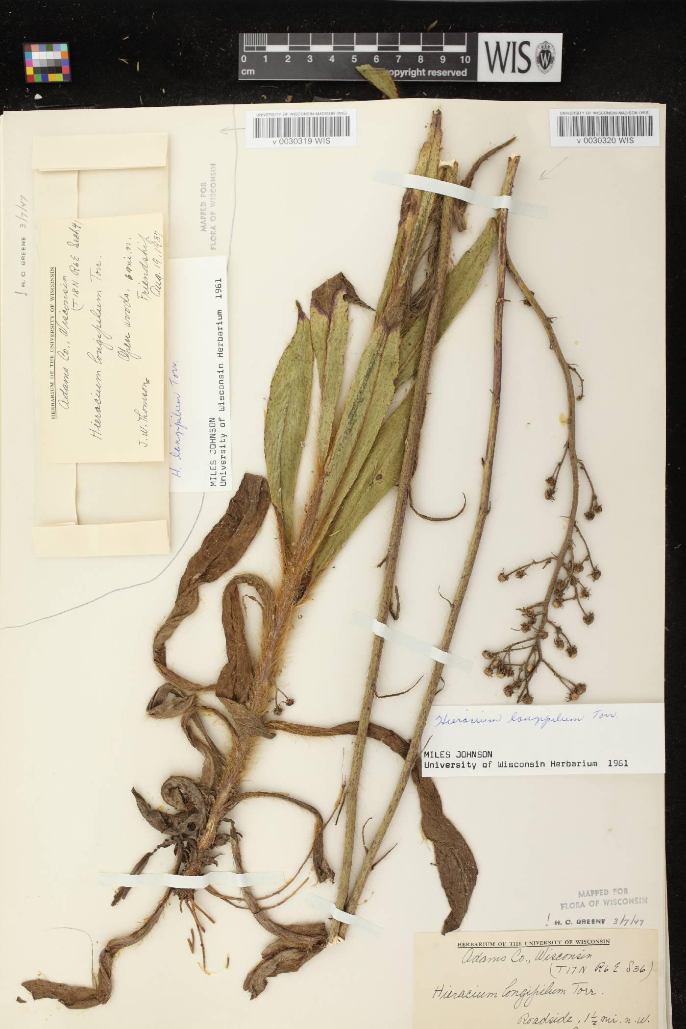 Hieracium longipilum image